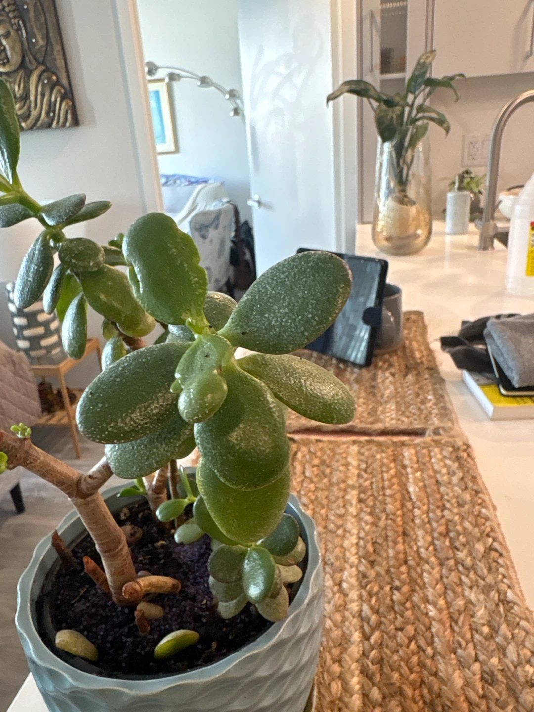 Potted Jade Plant in Blue Ceramic Pot - photo 3