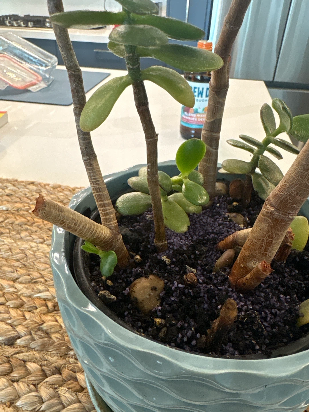 Potted Jade Plant in Blue Ceramic Pot - photo 4