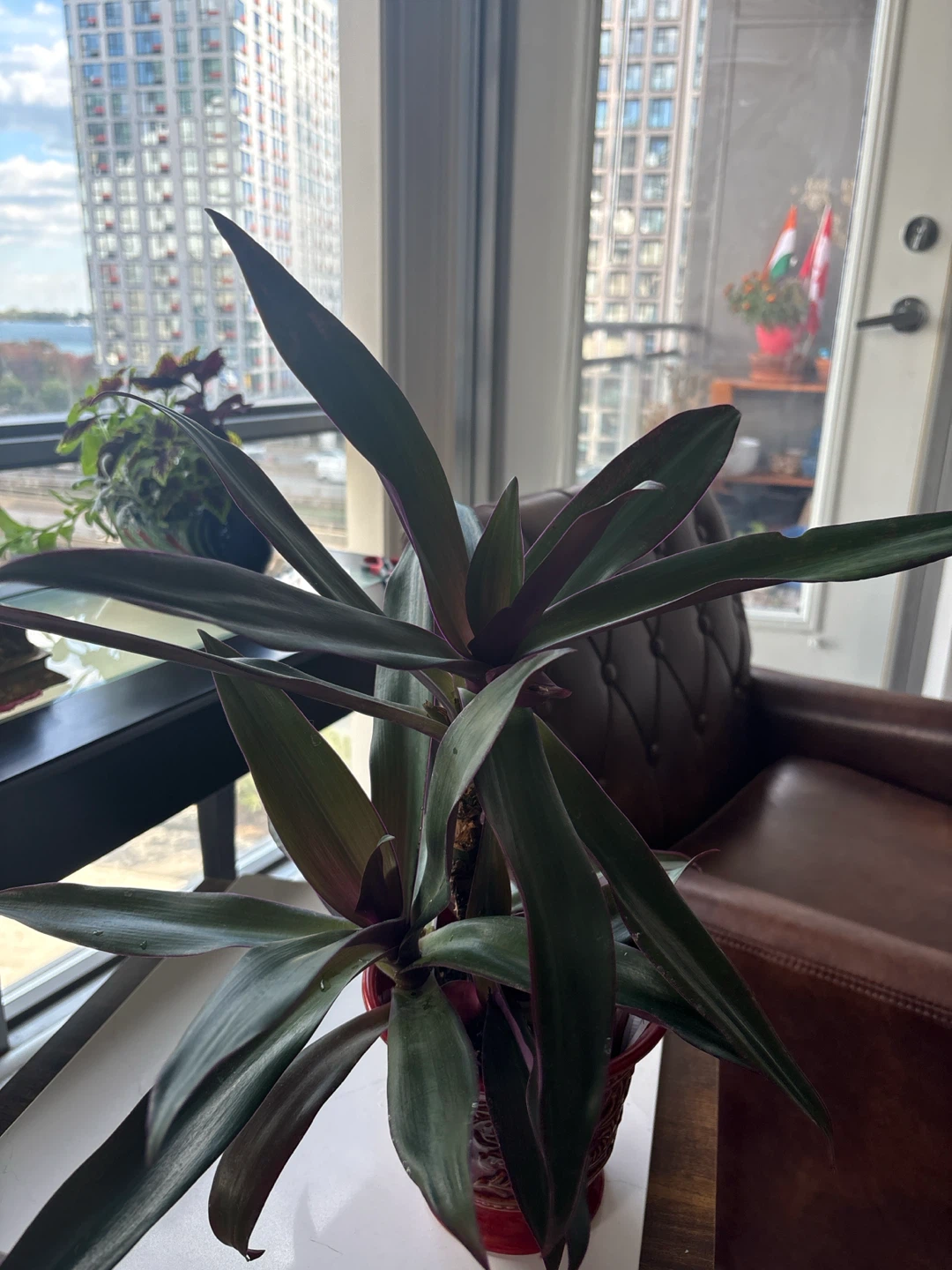 Tradescantia spathacea plant very healthy