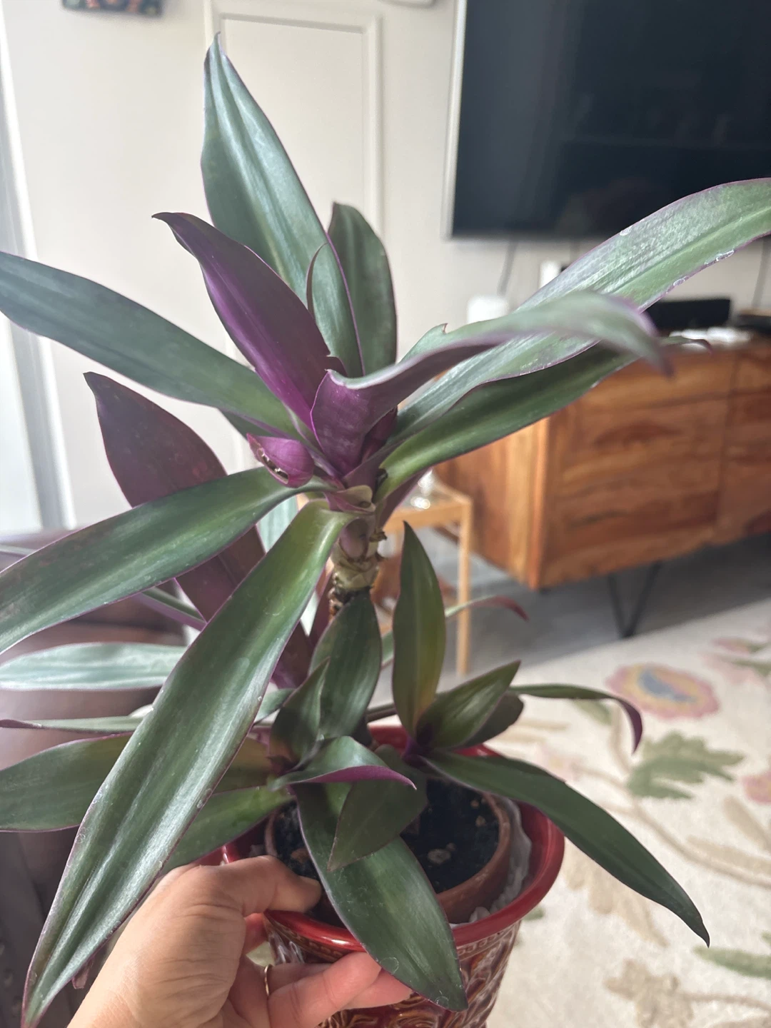Tradescantia spathacea plant very healthy - photo 2