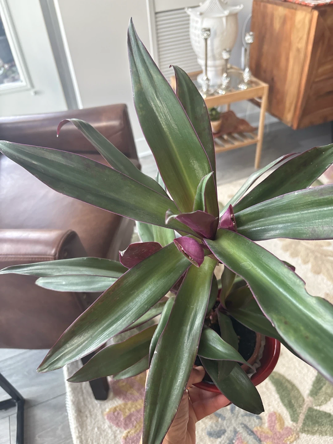 Tradescantia spathacea plant very healthy - photo 3