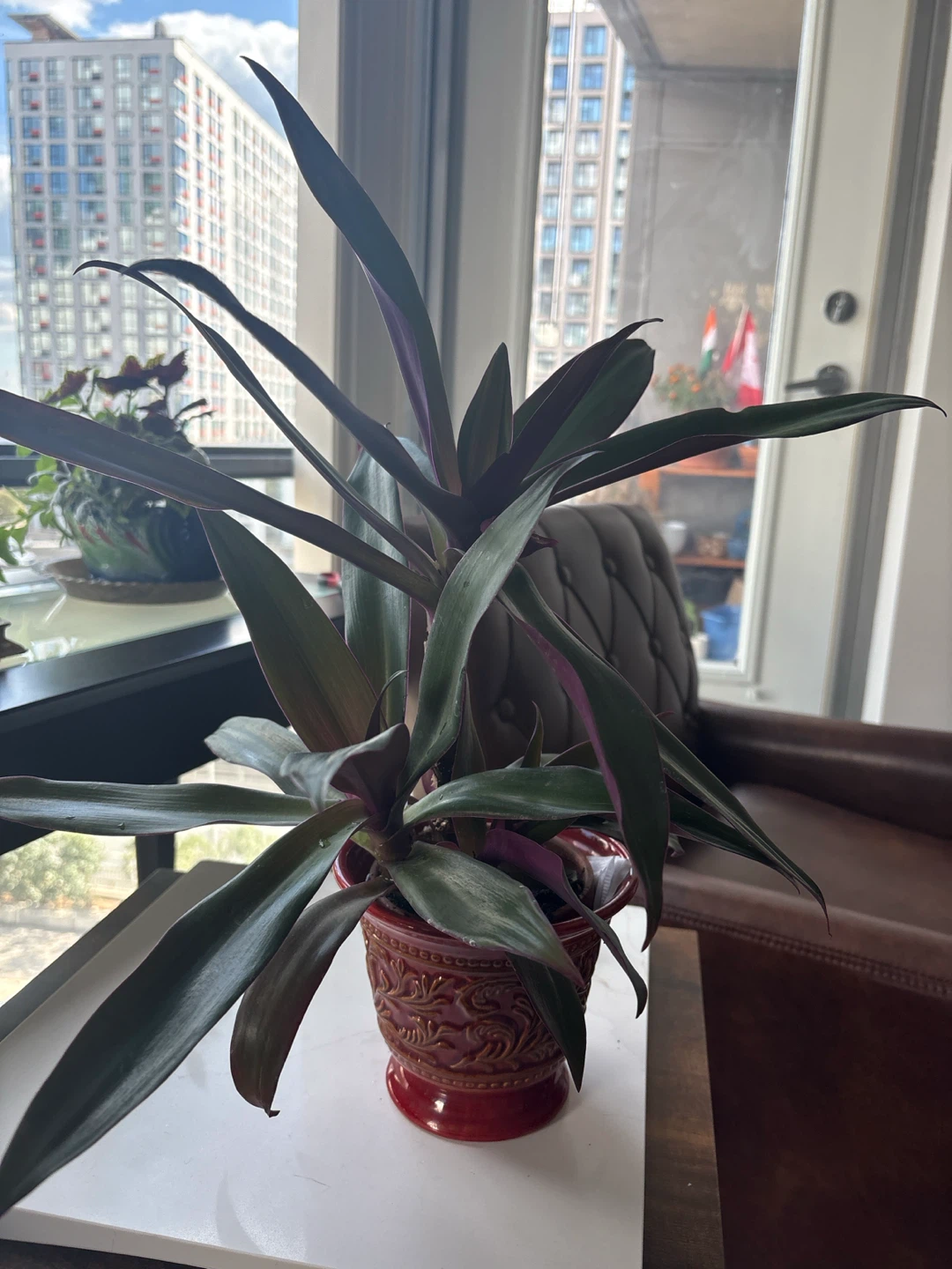 Tradescantia spathacea plant very healthy - photo 4