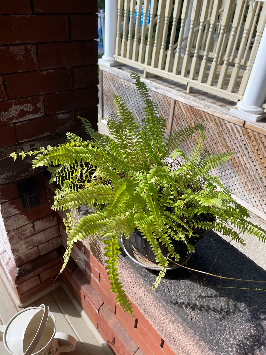 Healthy Boston Fern in Pot