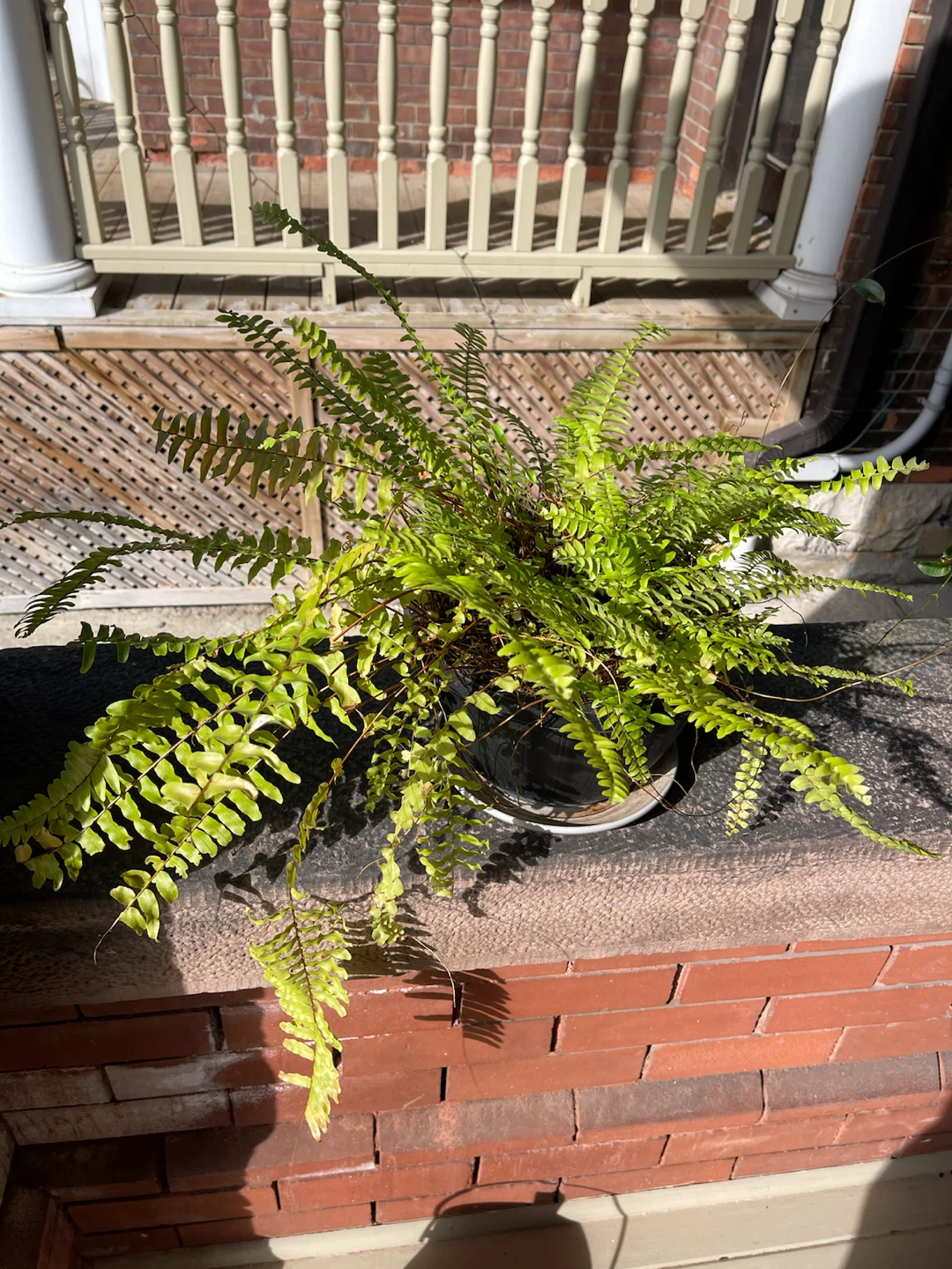 Healthy Boston Fern in Pot - photo 2