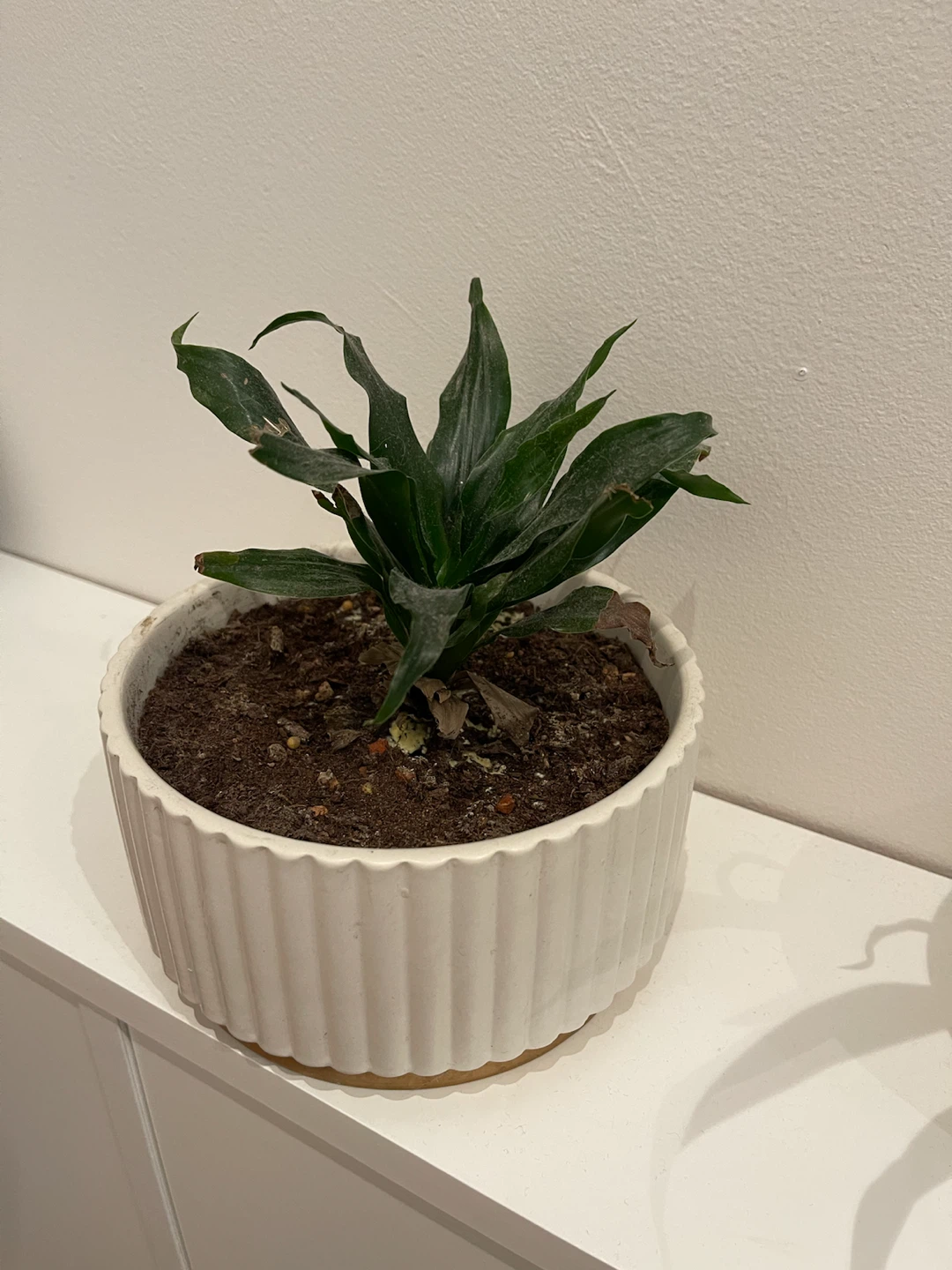 Dracaena plant in white fluted ceramic pot