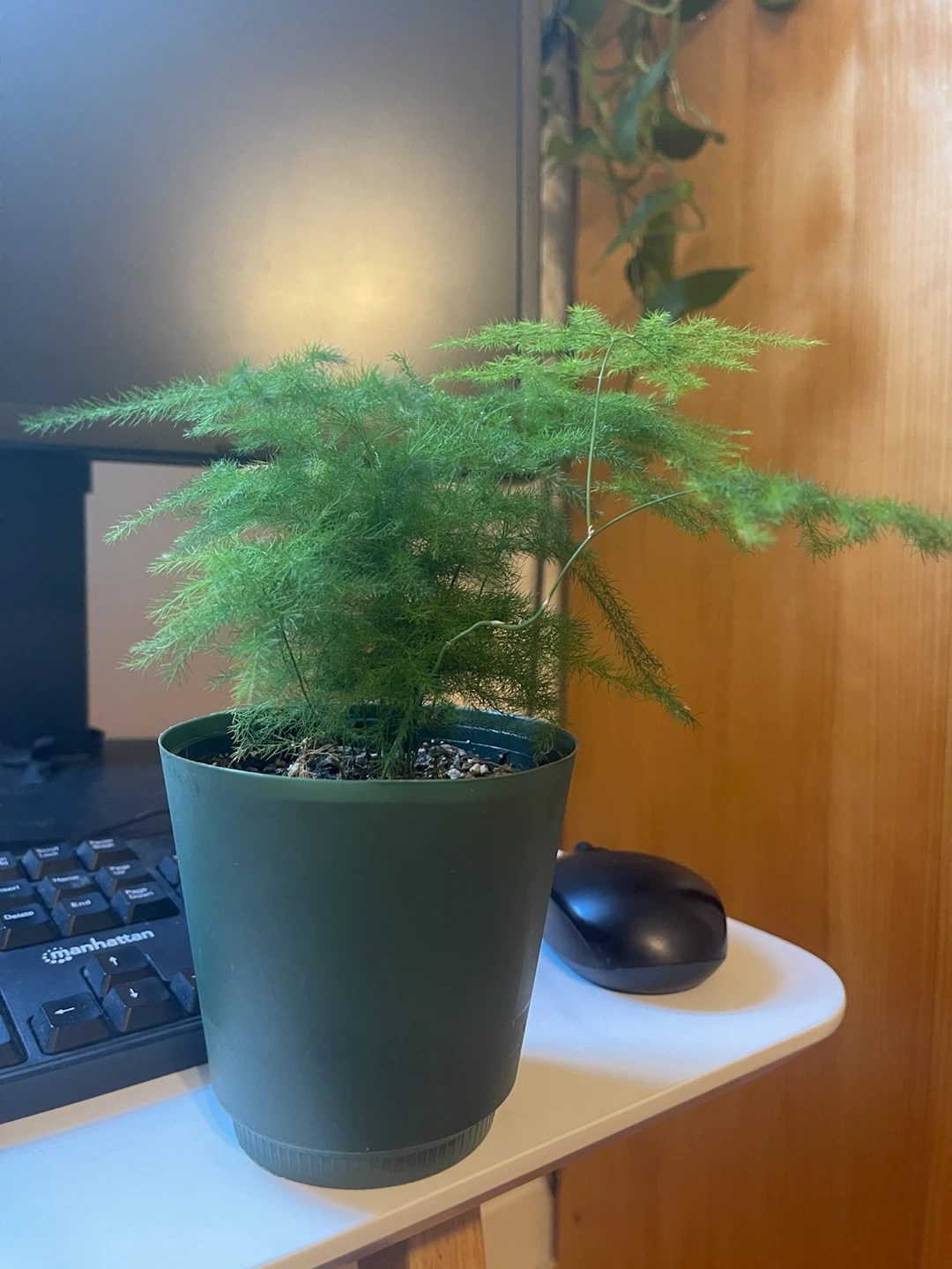Asparagus Fern in Green Pot
