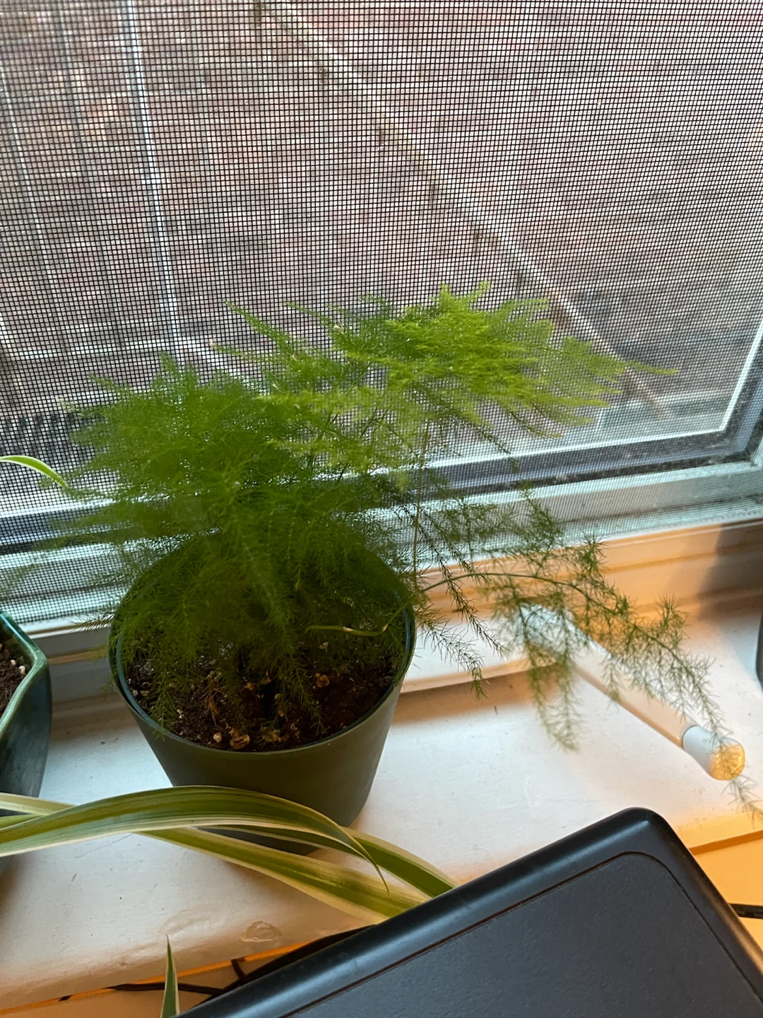 Asparagus Fern in Green Pot - photo 2