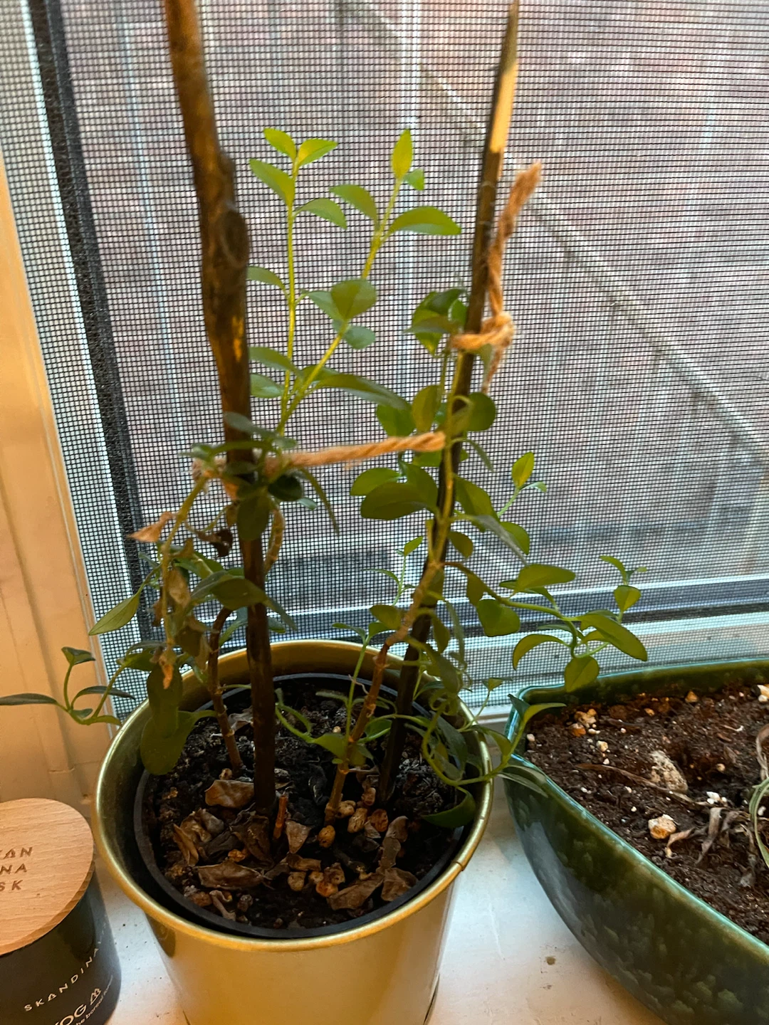 Potted plant in gold metallic pot