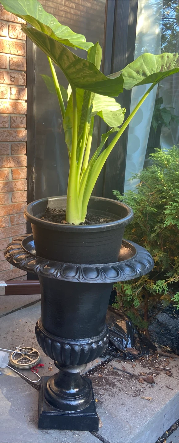 Pair of Cast Iron Garden Urns - photo 3