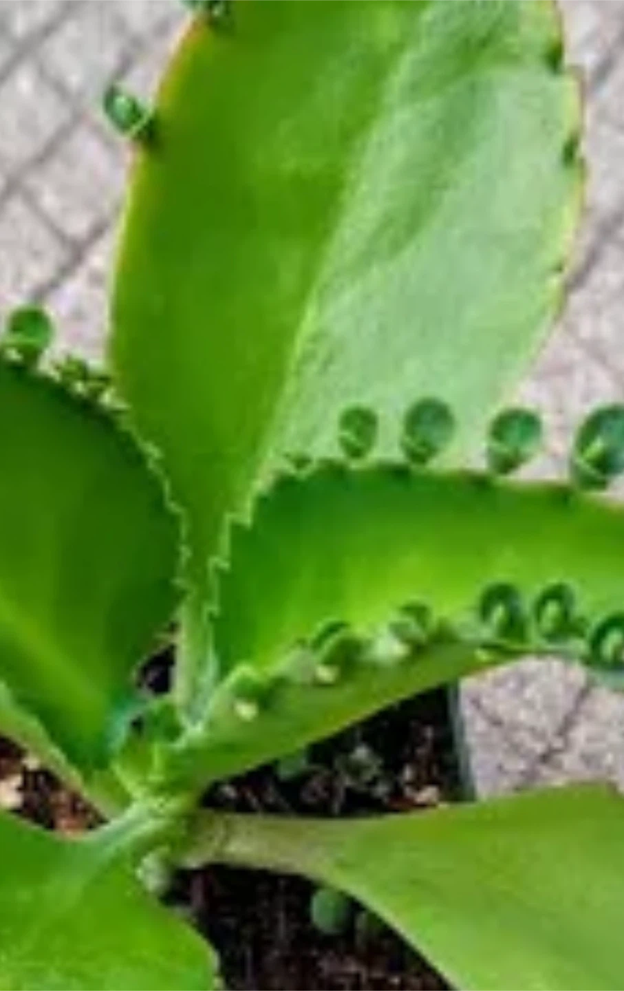 Mother of Thousands babies only