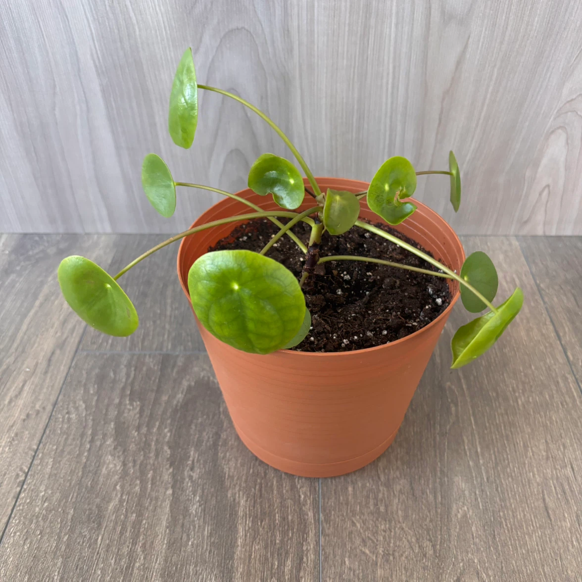 Pilea Peperomioides in 6” Pot