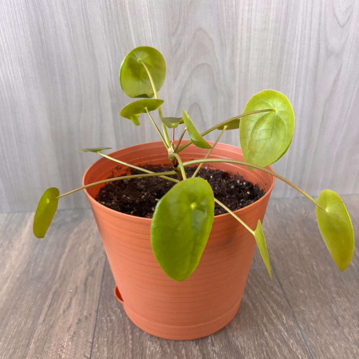 Pilea Peperomioides in 6” Pot - photo 2