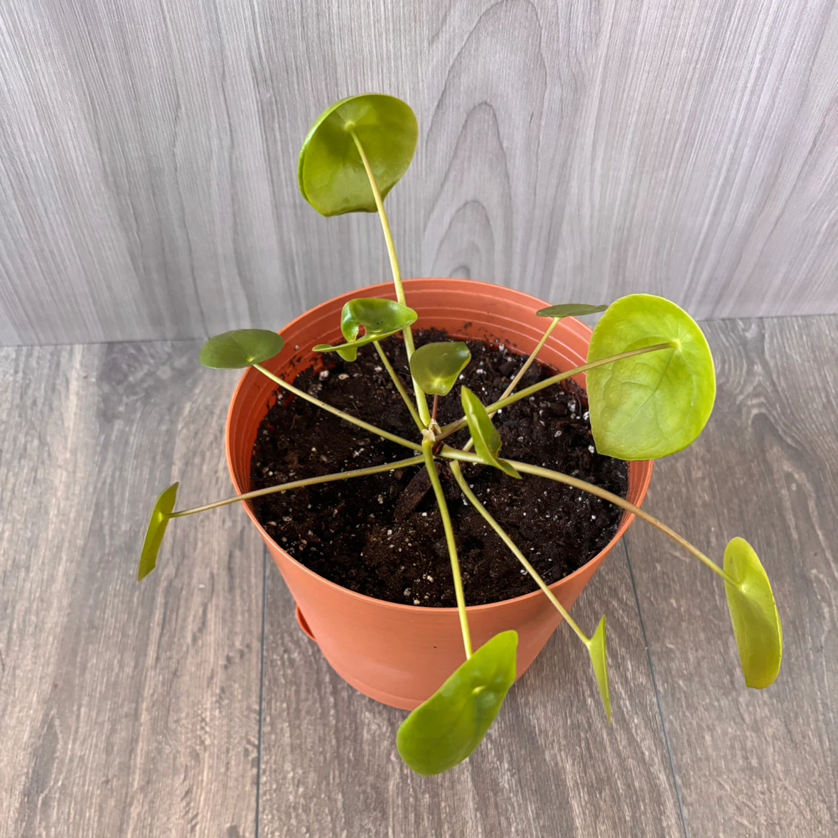 Pilea Peperomioides in 6” Pot - photo 3