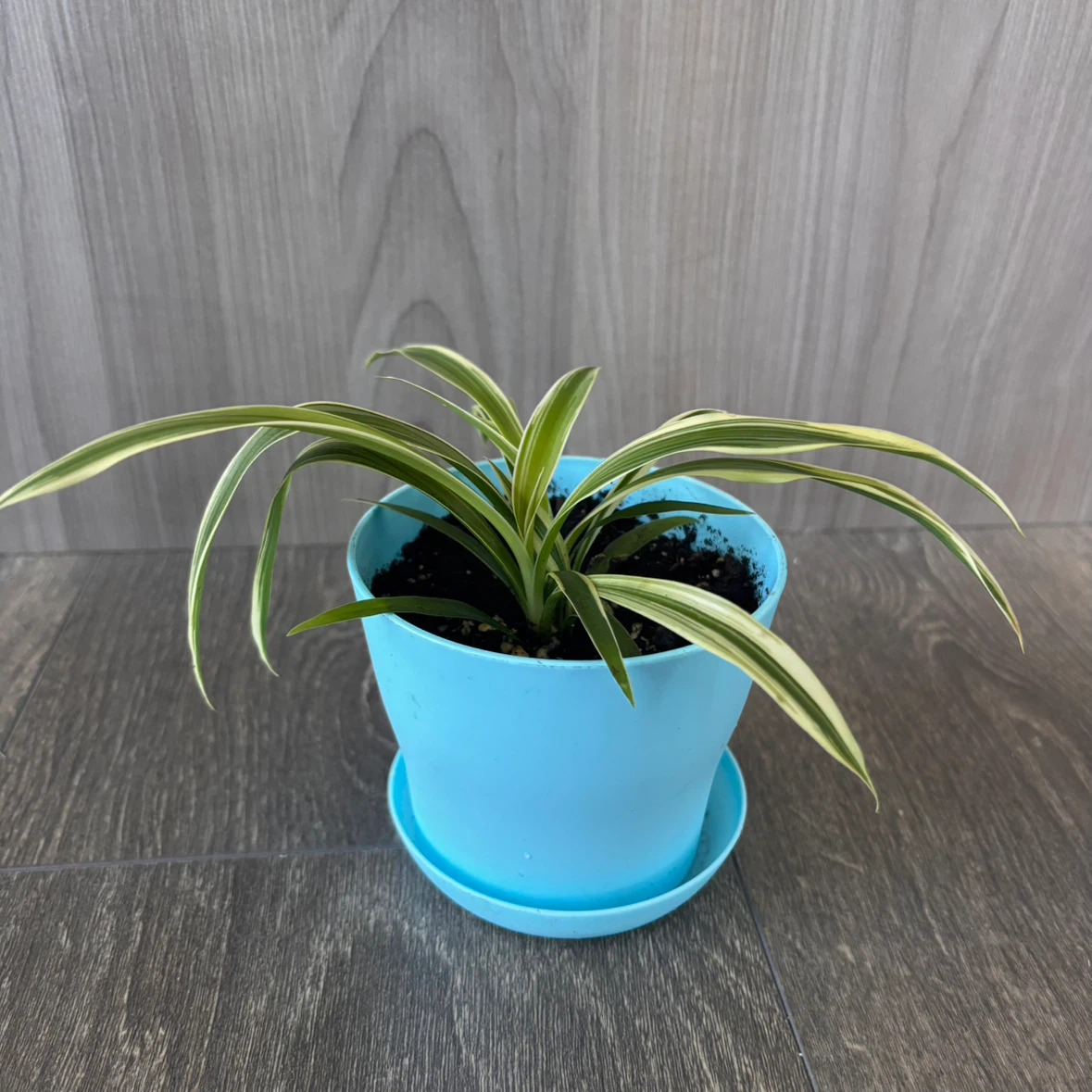 Variegated Spider Plant in 4” Pot