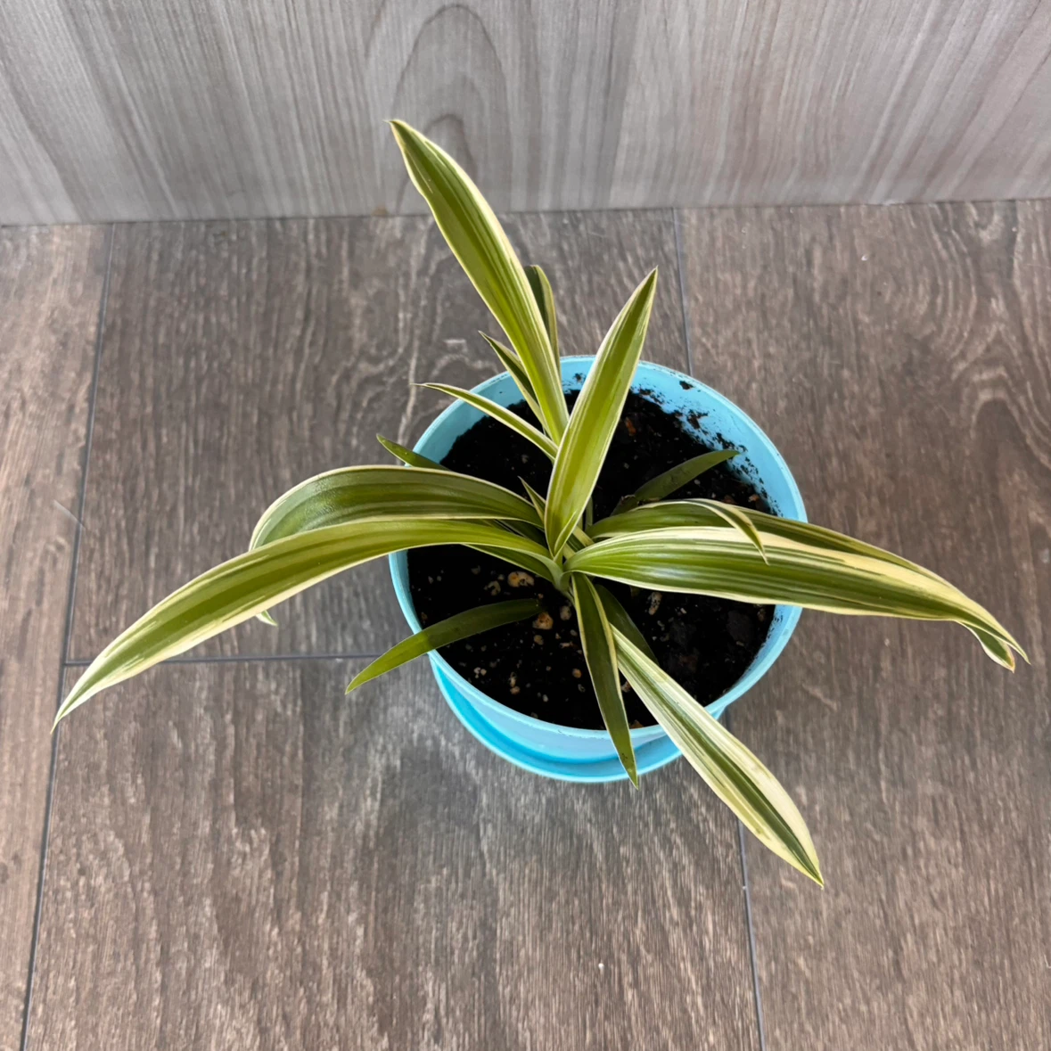 Variegated Spider Plant in 4” Pot - photo 2