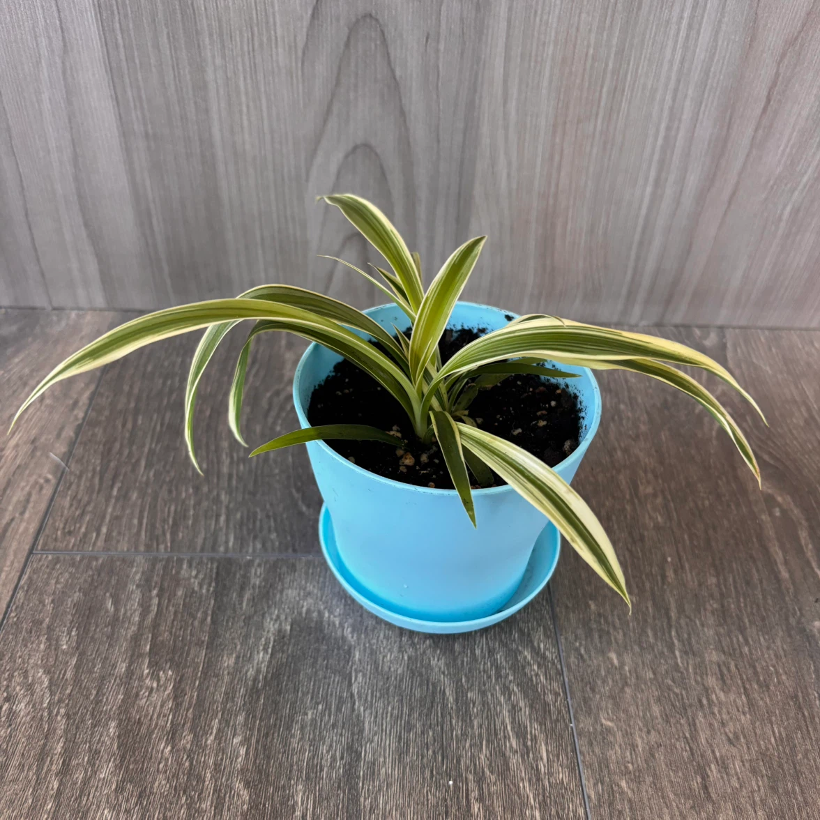 Variegated Spider Plant in 4” Pot - photo 3