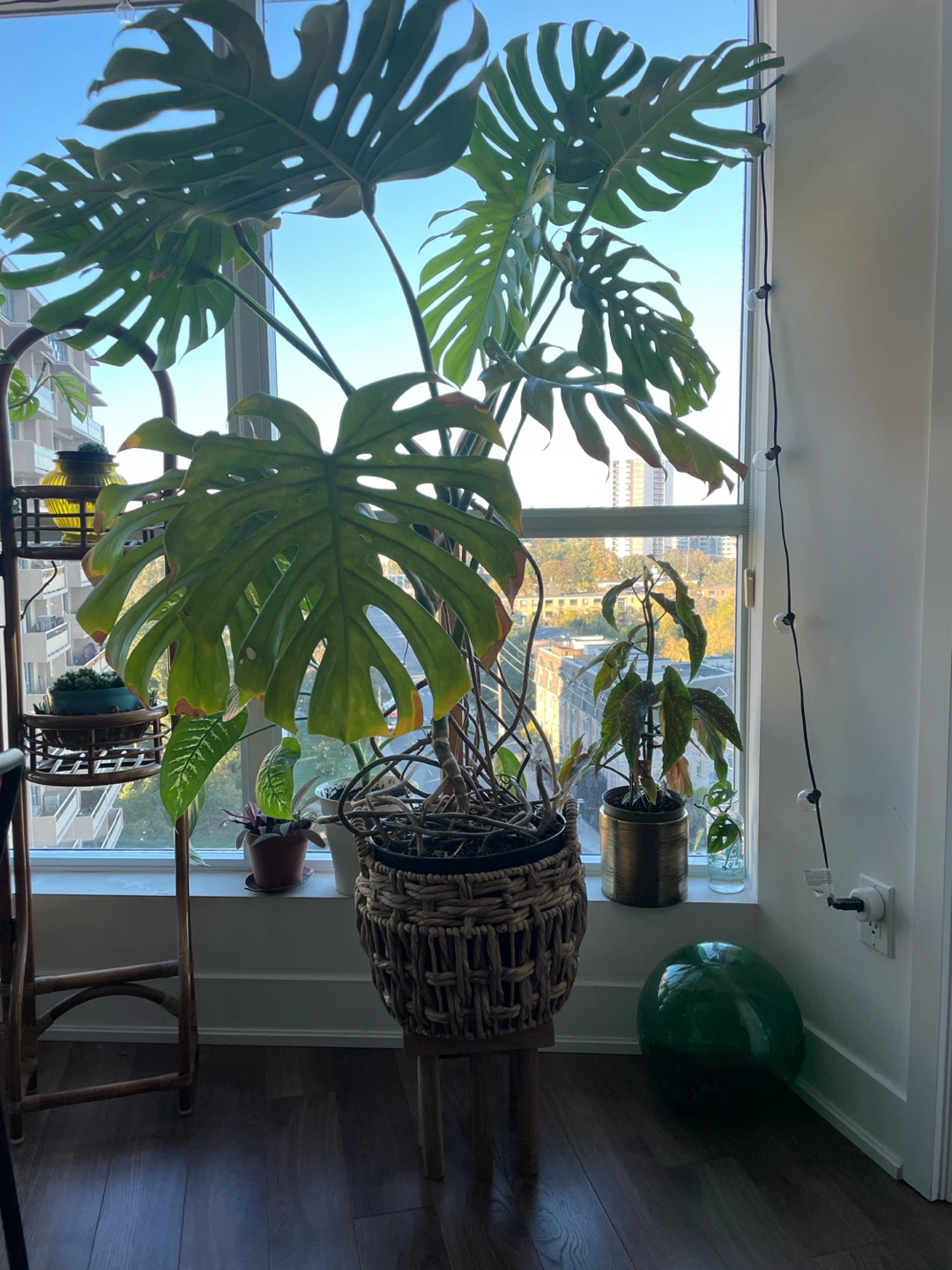 Large Monstera- pls read - photo 2