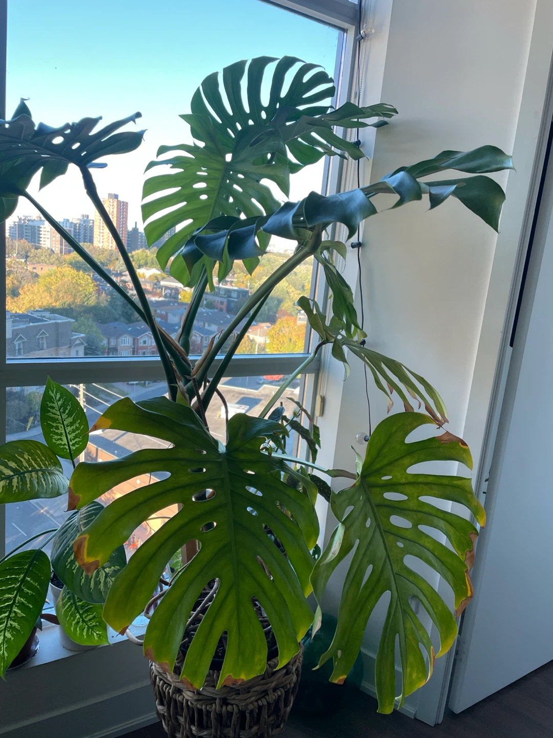 Large Monstera- pls read - photo 3