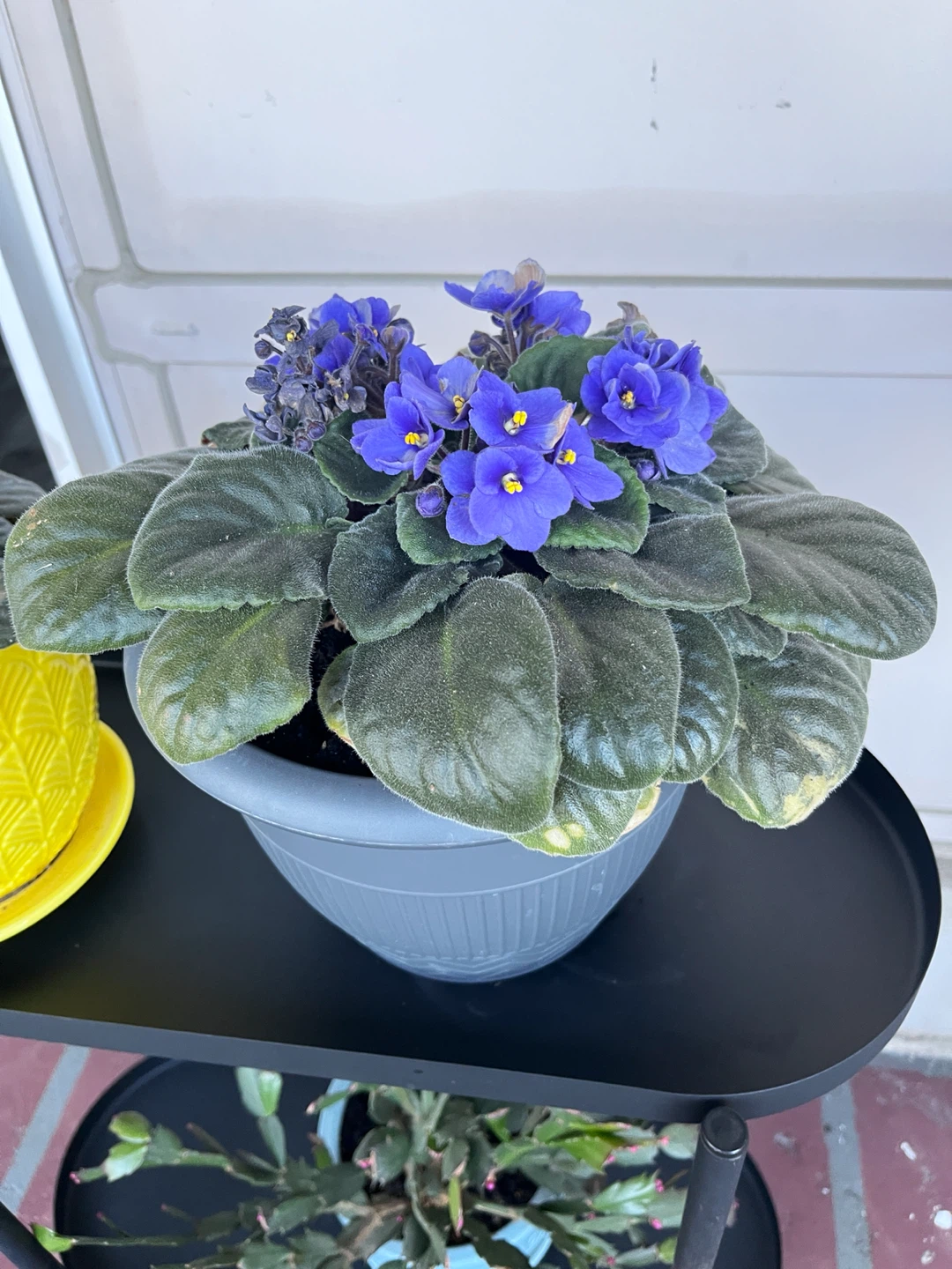 Purple and Light Pink African Violet