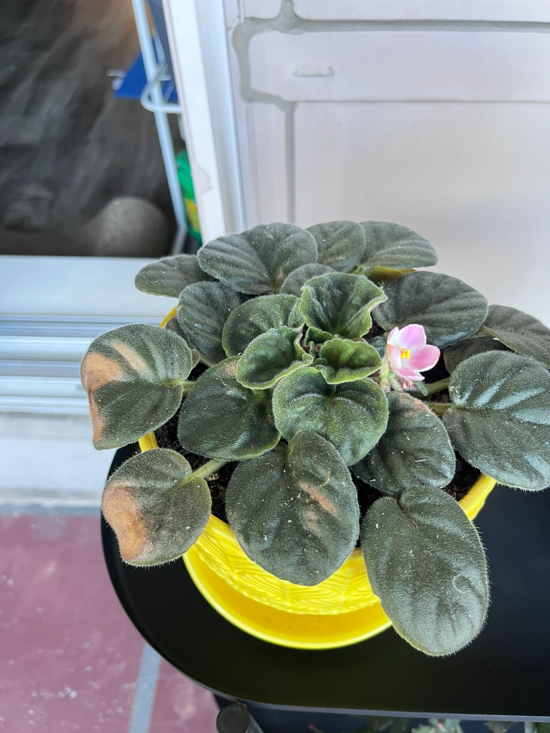 Purple and Light Pink African Violet - photo 2