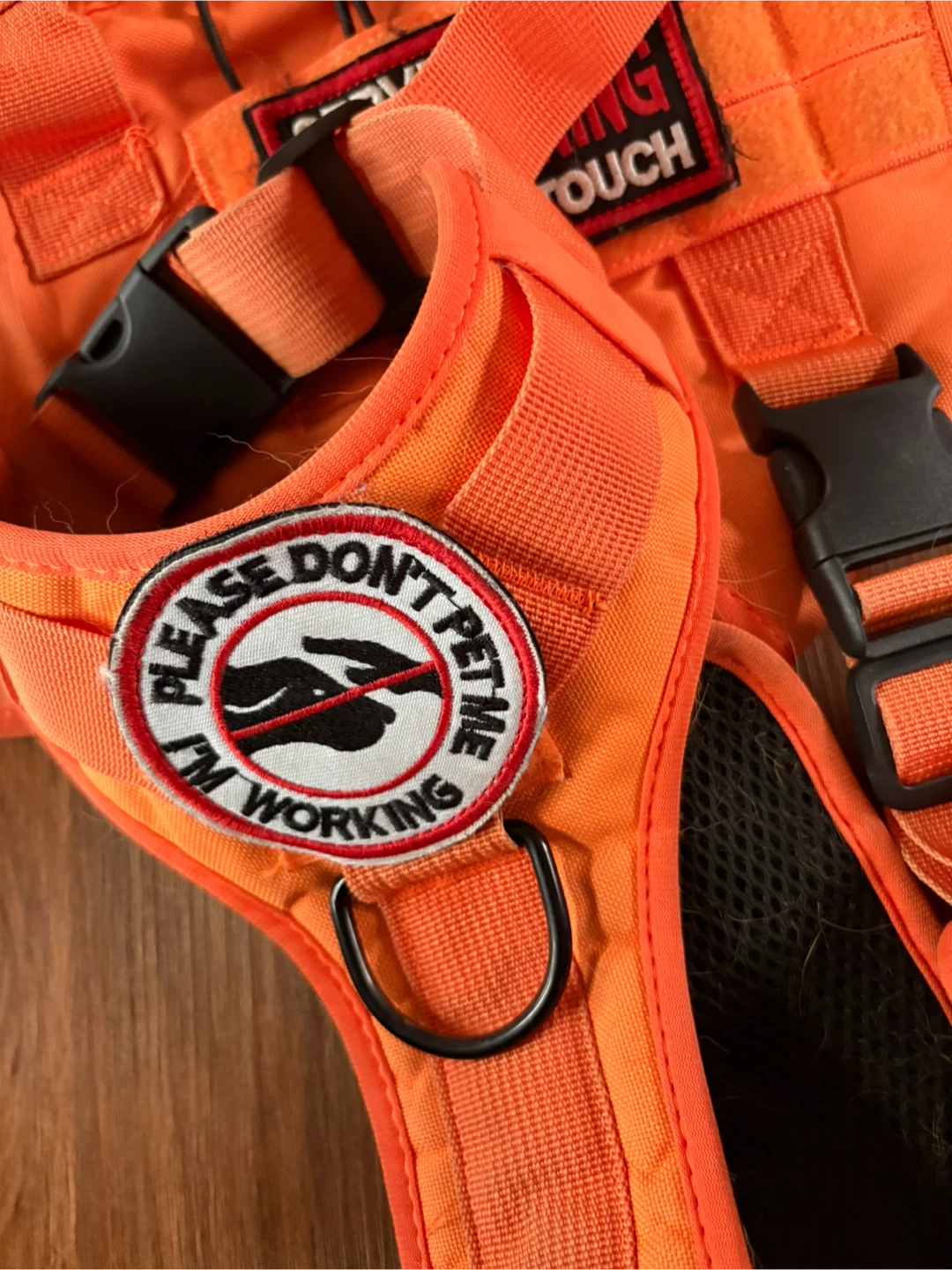 Orange Service Dog in Training Harness - photo 2