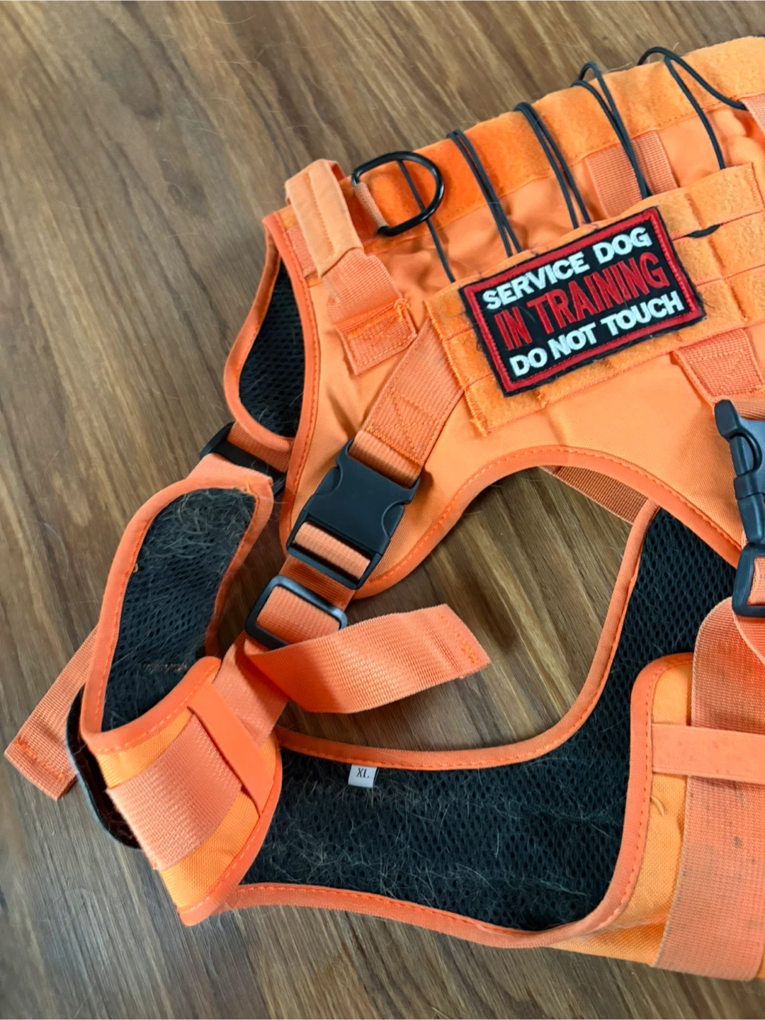 Orange Service Dog in Training Harness - photo 4