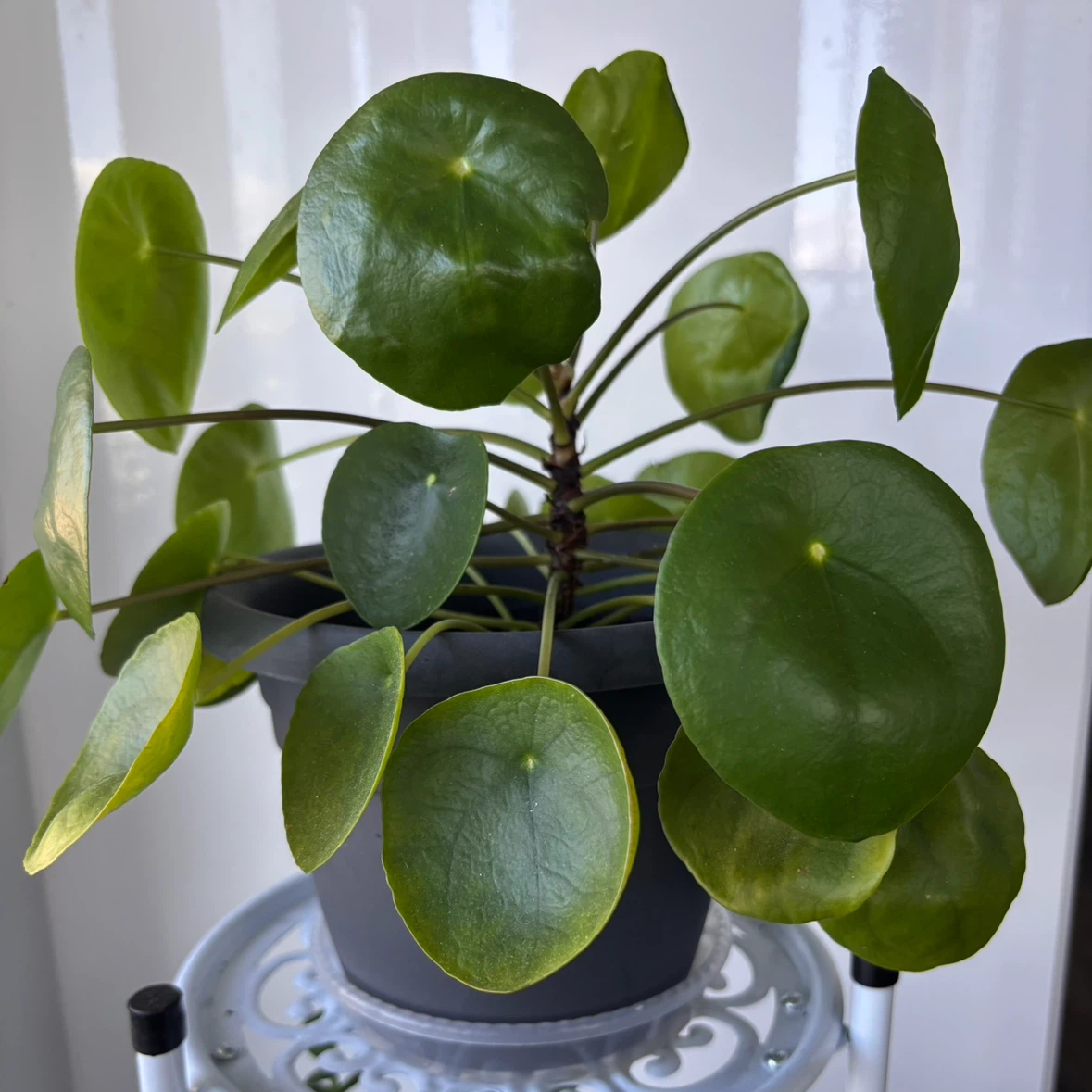 Pilea peperomioides houseplant in grey pot