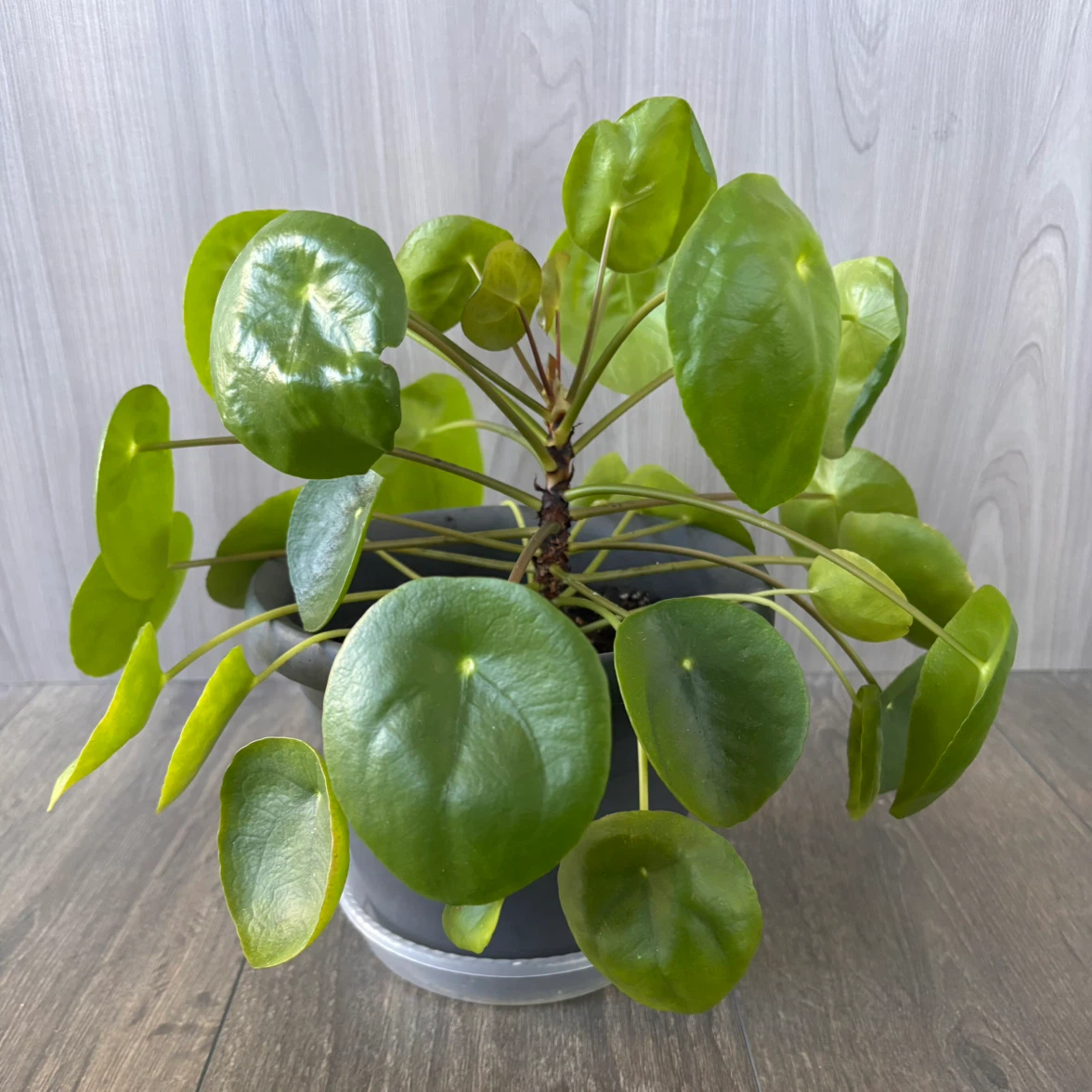 Pilea peperomioides houseplant in grey pot - photo 2