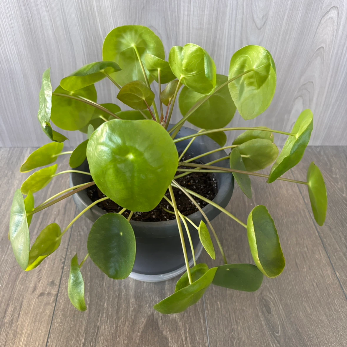 Pilea peperomioides houseplant in grey pot - photo 3
