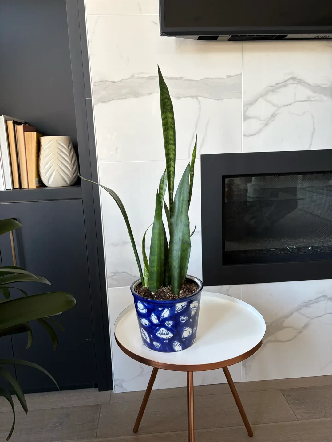 Snake plant potted - photo 2