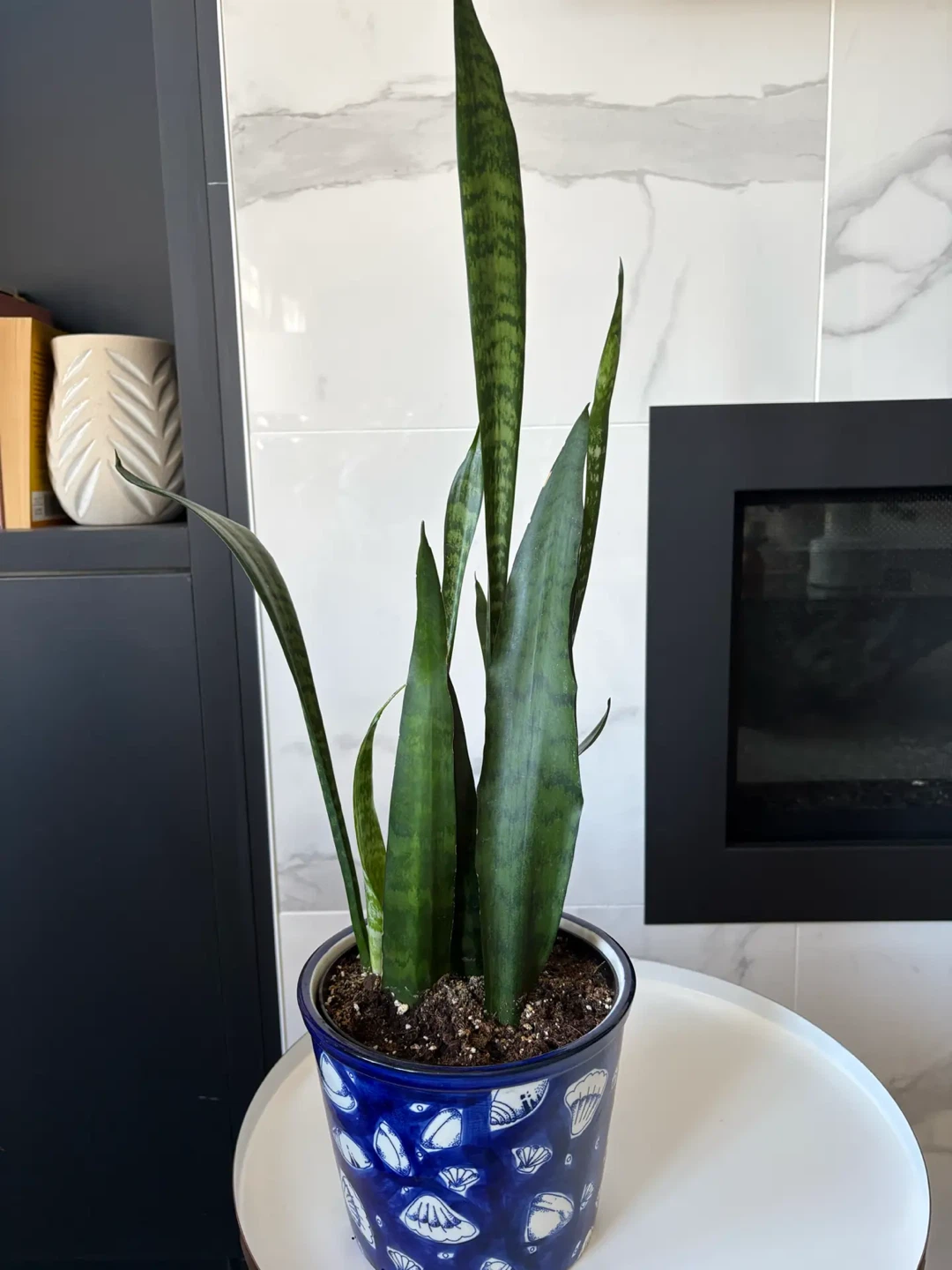 Snake plant potted - photo 4