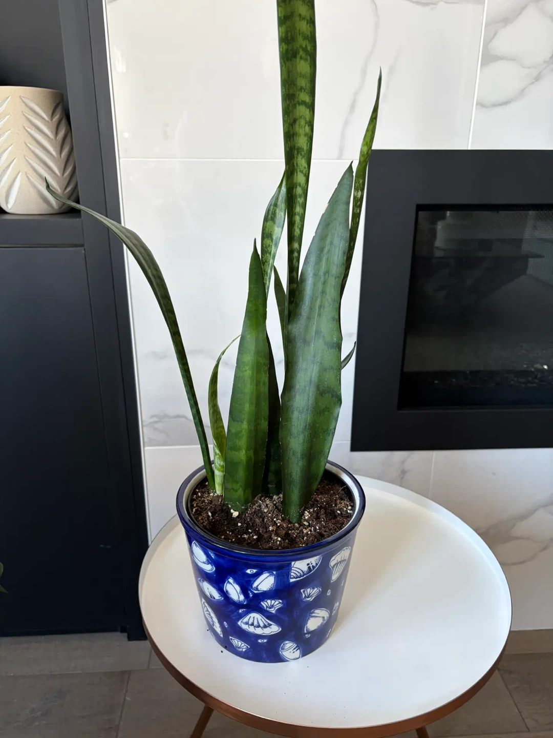 Snake plant potted - photo 5