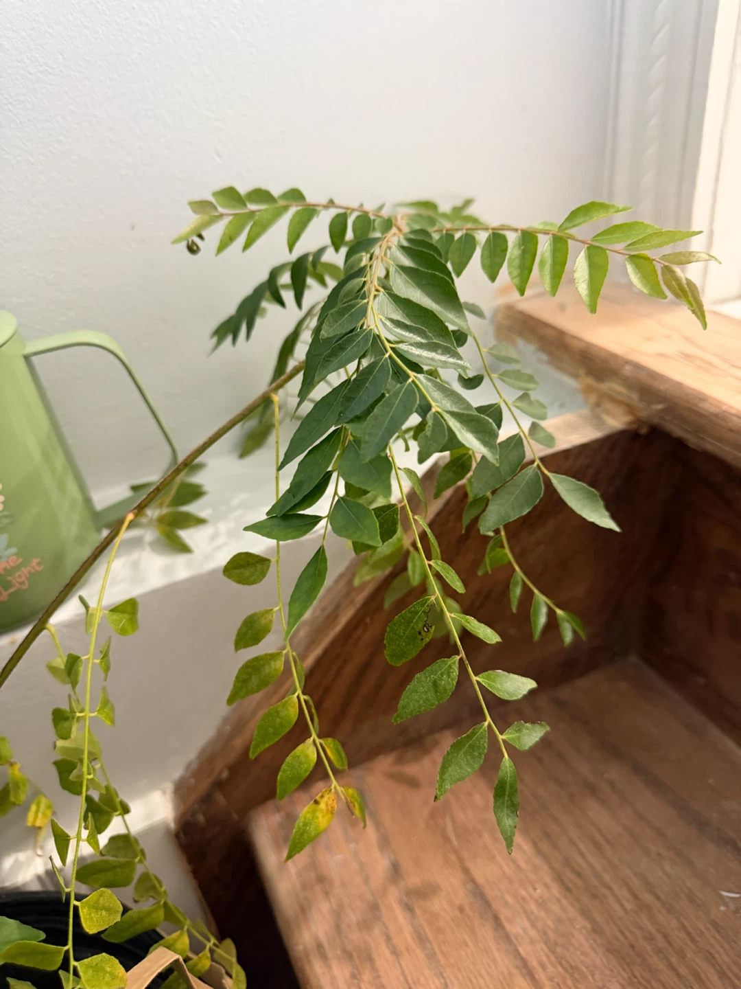 Healthy Curry Leaf Plant