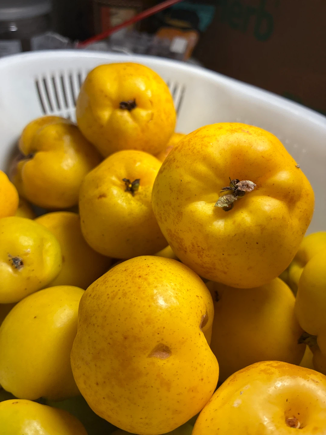 Fresh Quince Fruit