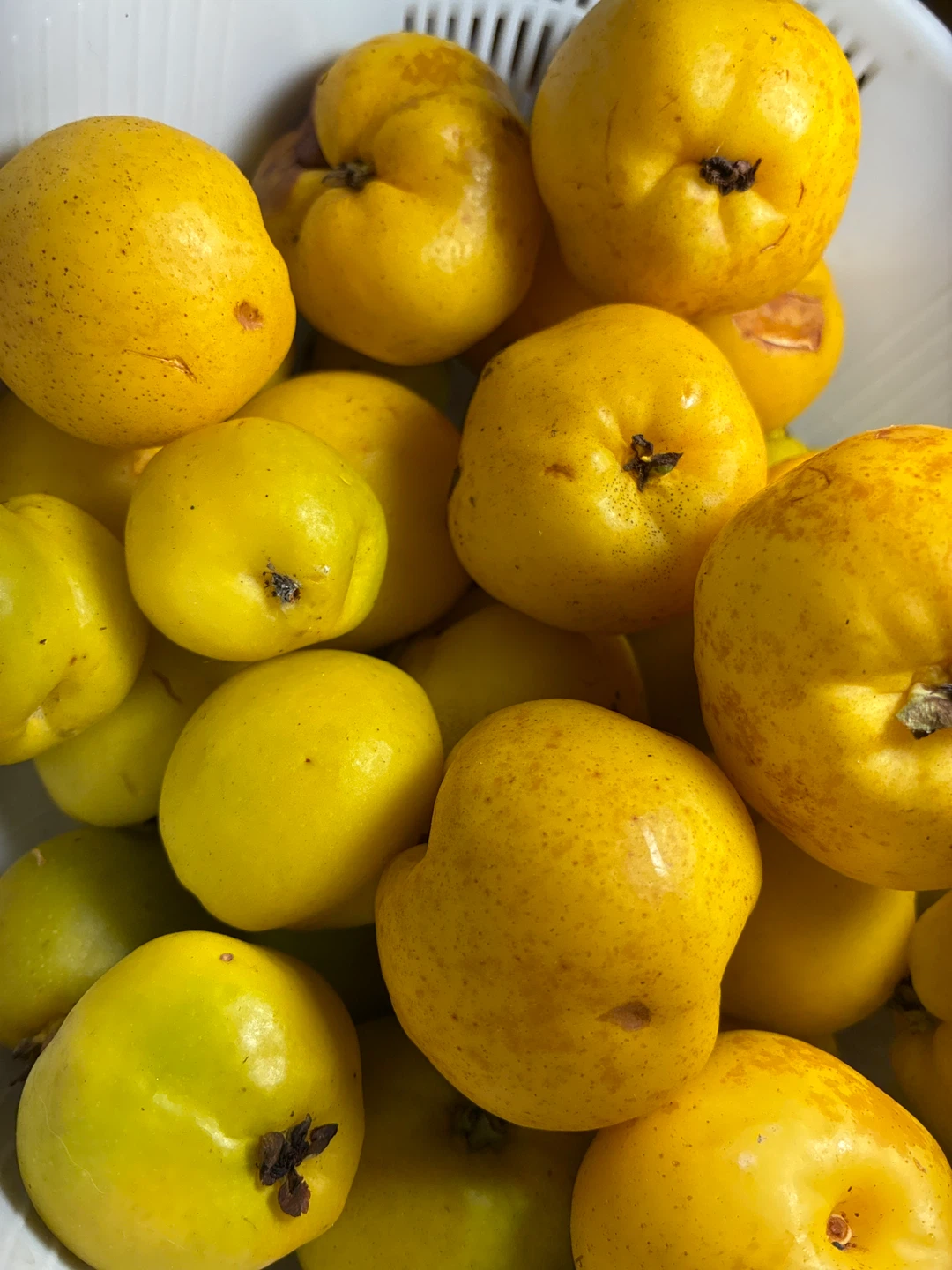 Fresh Quince Fruit - photo 2