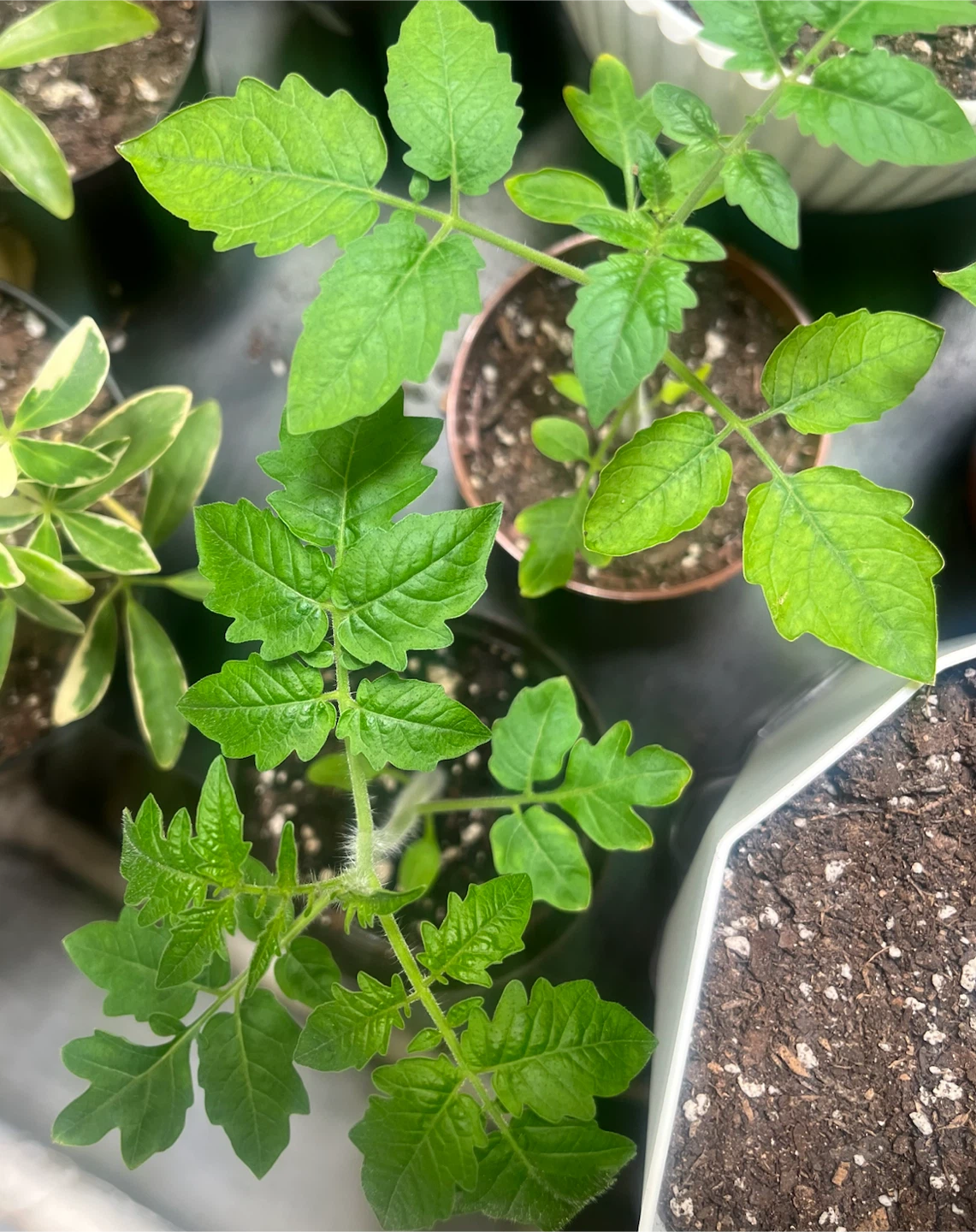 Tomato & Pepper Plants 🌿