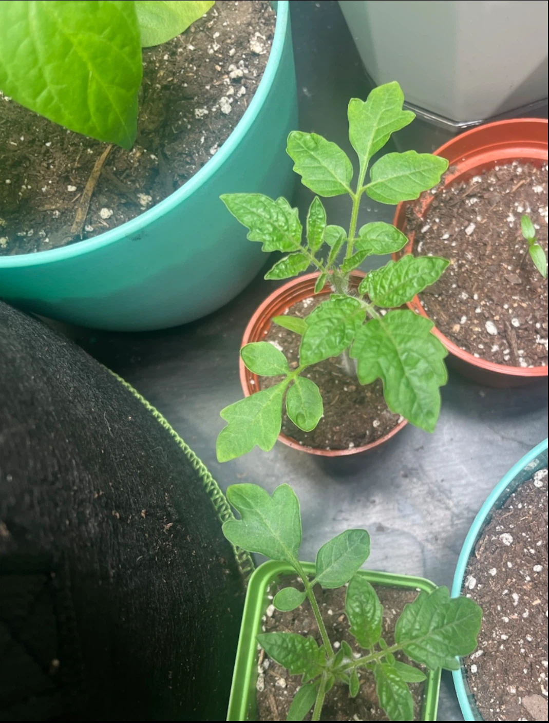 Tomato & Pepper Plants 🌿 - photo 2