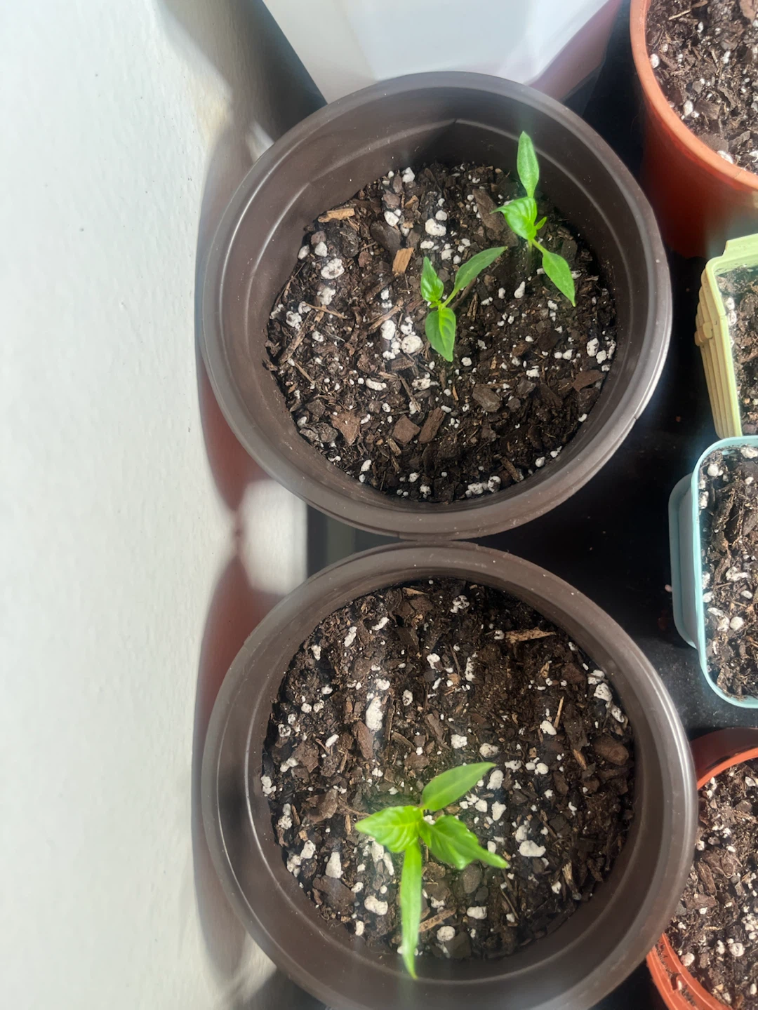 Tomato & Pepper Plants 🌿 - photo 3