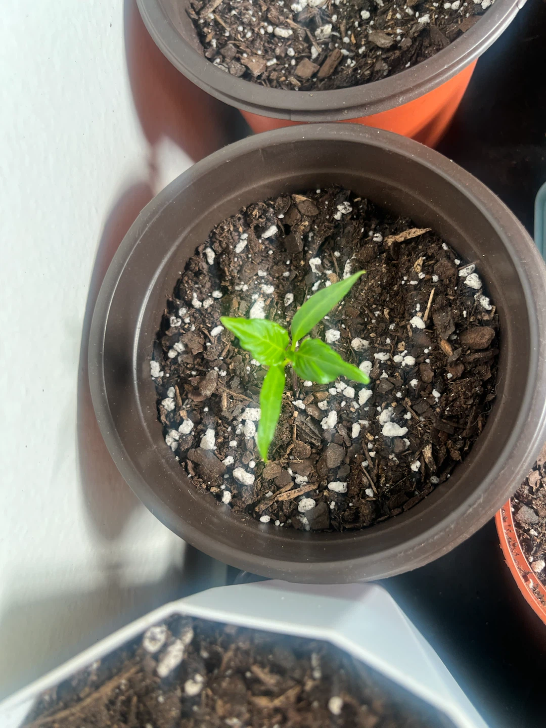 Tomato & Pepper Plants 🌿 - photo 4