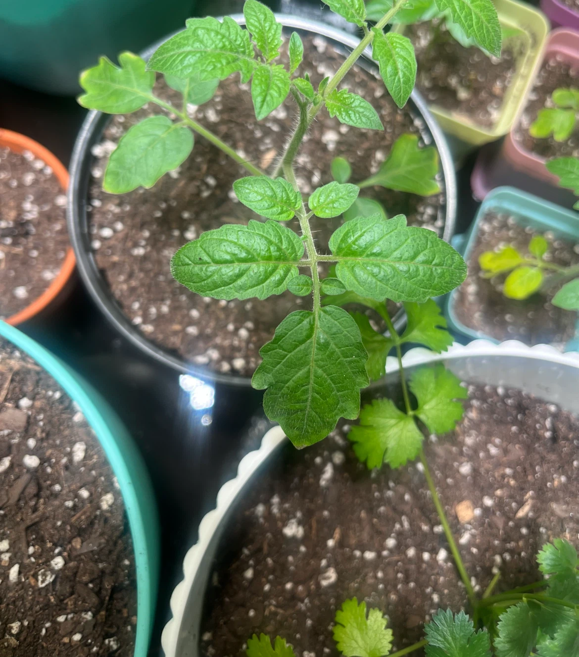 Tomato & Pepper Plants 🌿 - photo 5