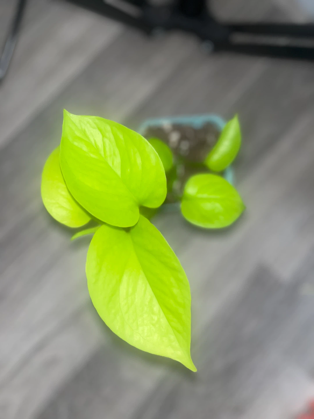 Neon Pothos Plant ☘️
