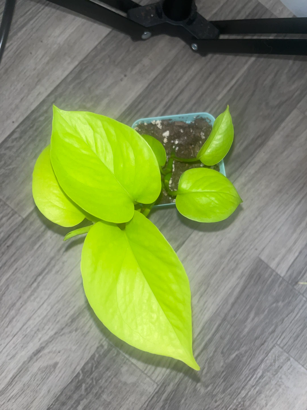 Neon Pothos Plant ☘️ - photo 2