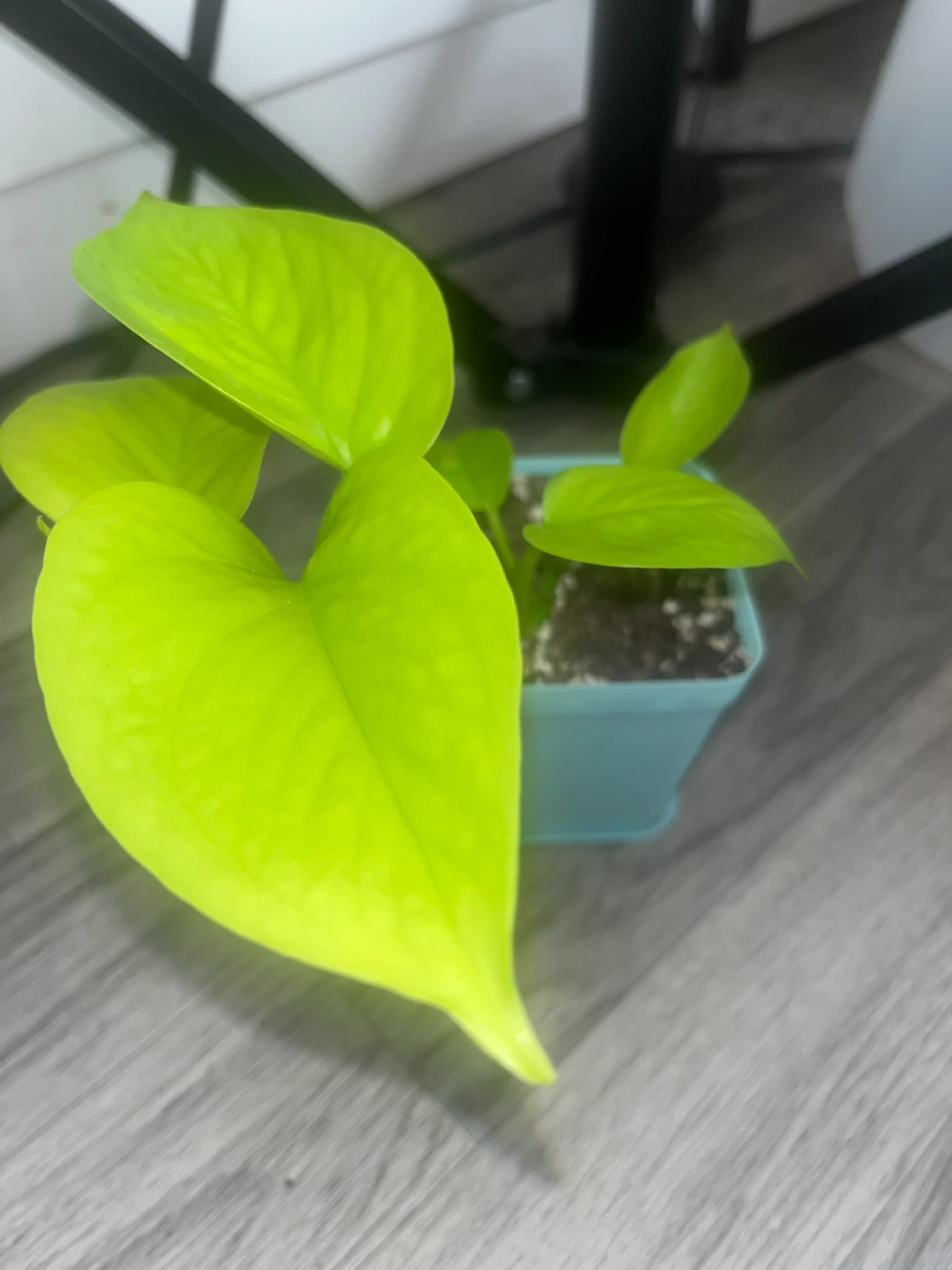 Neon Pothos Plant ☘️ - photo 3