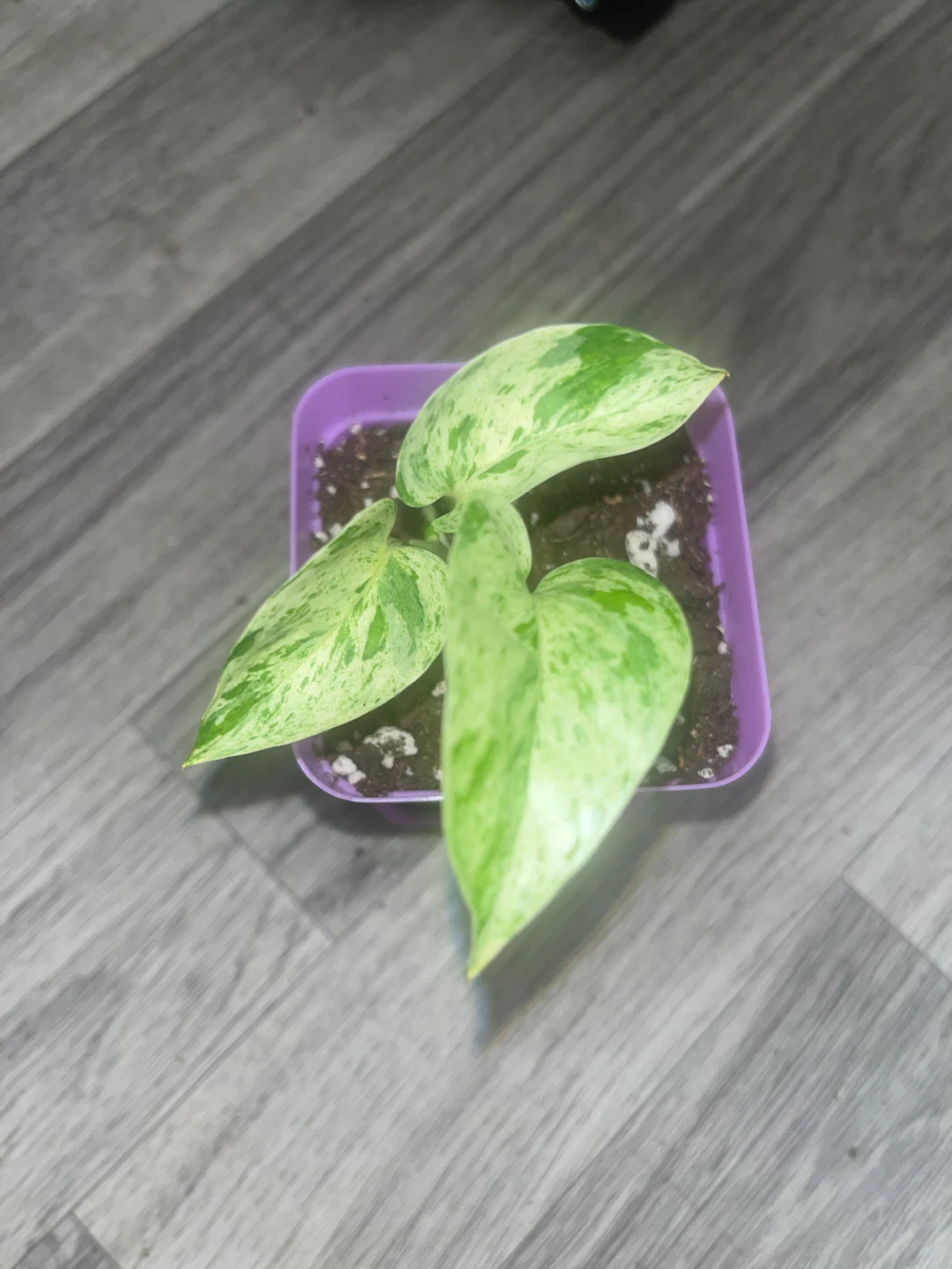 Snow Queen Pothos Plant 🪅