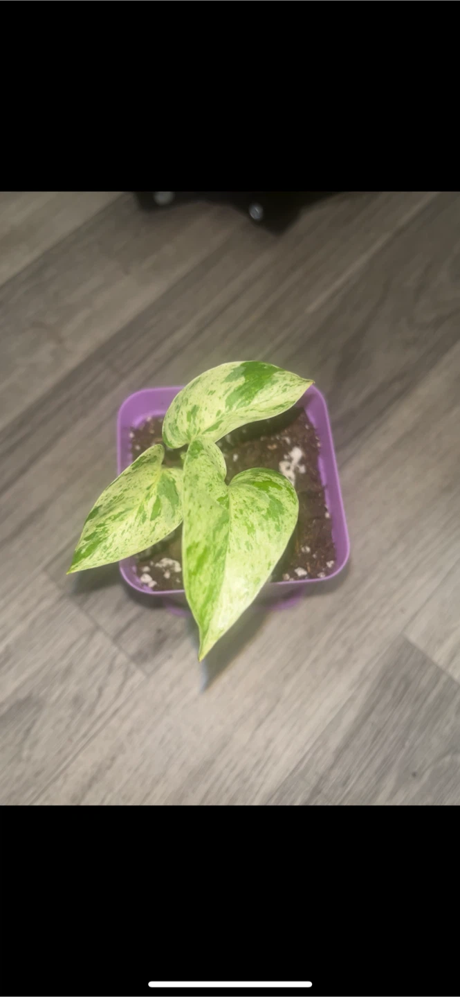 Snow Queen Pothos Plant 🪅 - photo 2