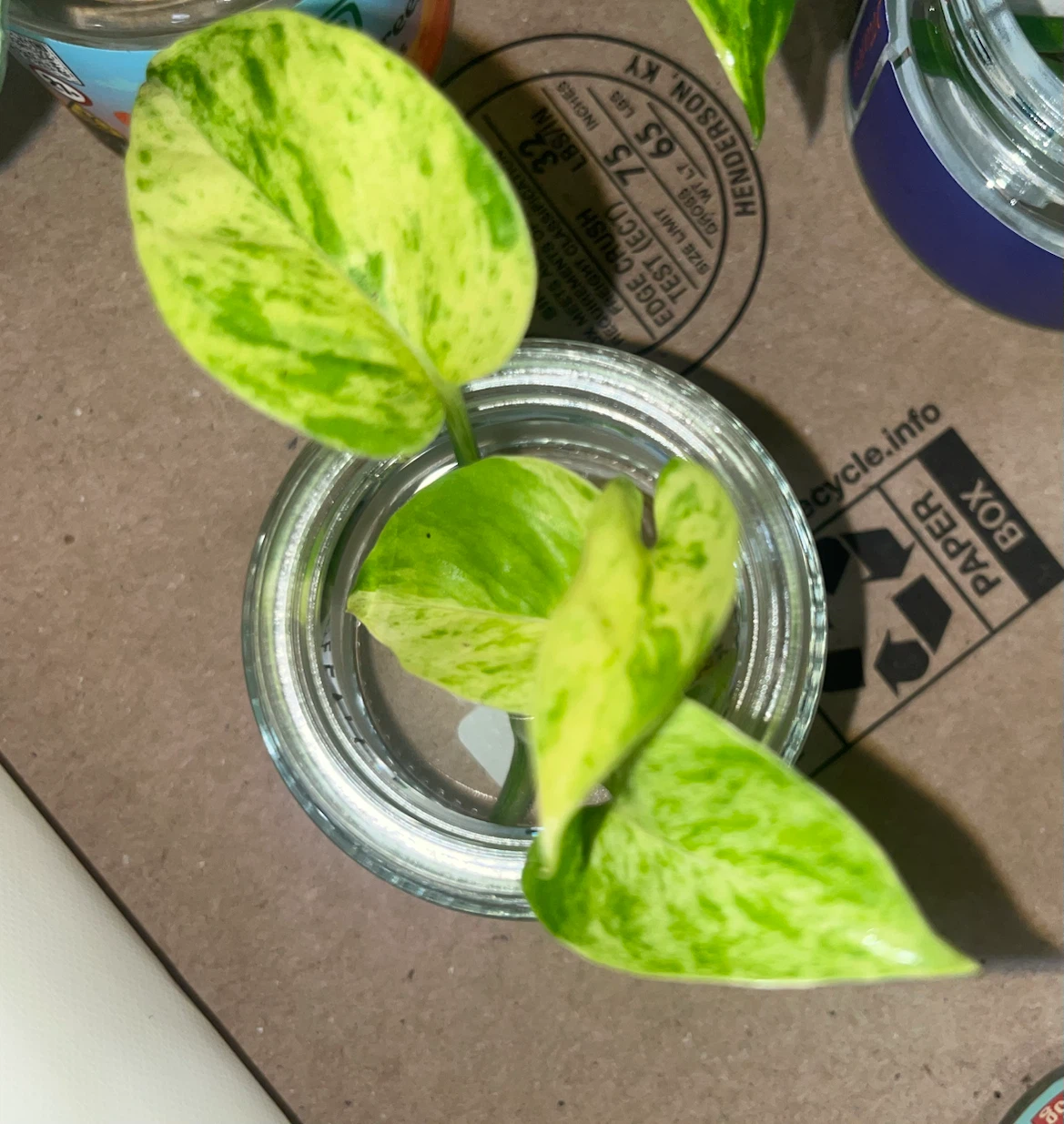 Neon Queen Pothos Plant 🌱