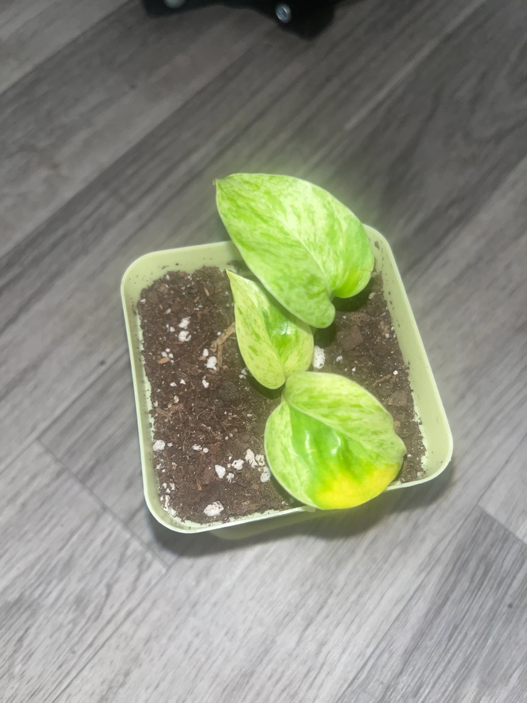 Neon Queen Pothos Plant 🌱 - photo 2