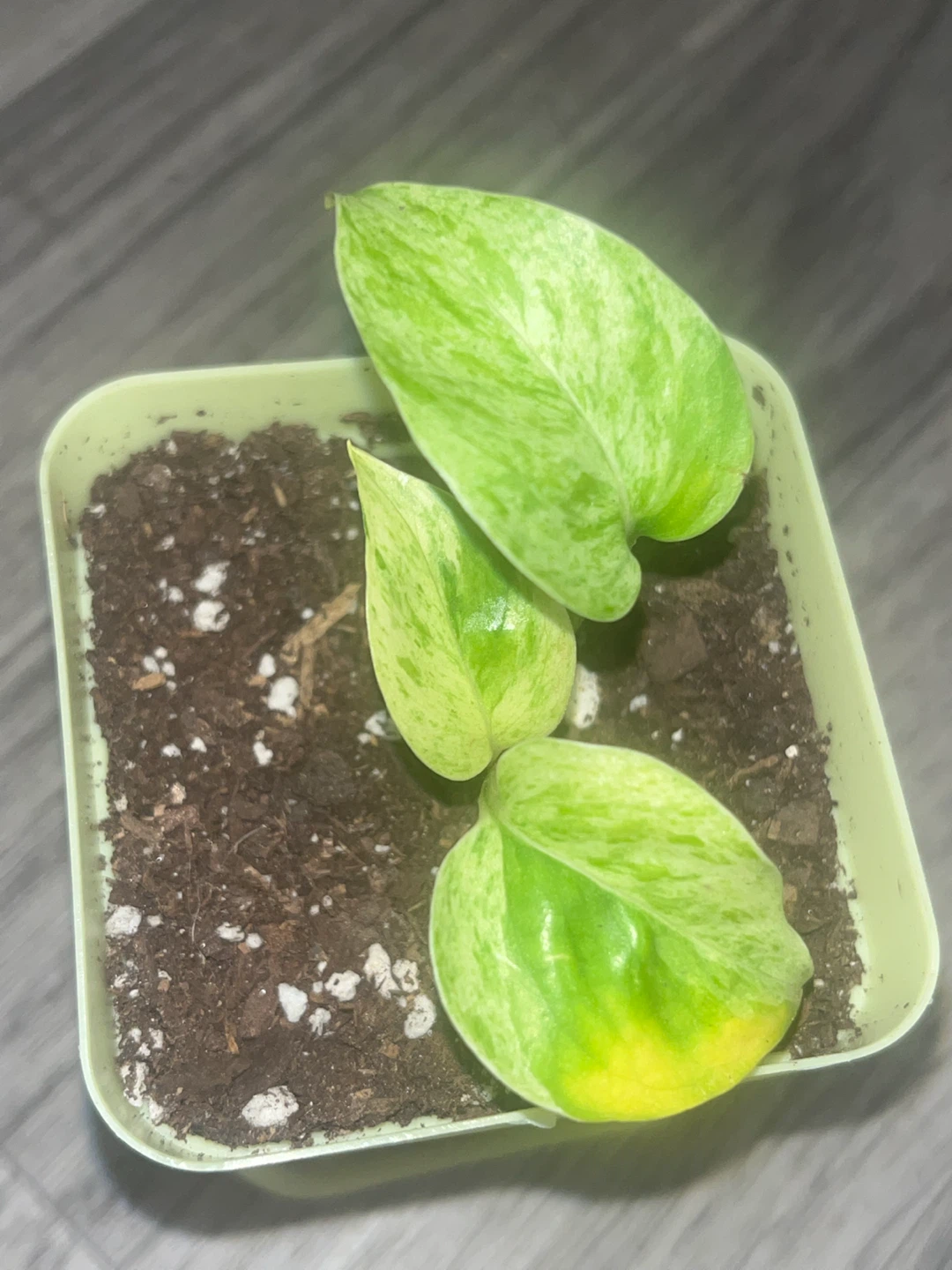 Neon Queen Pothos Plant 🌱 - photo 3