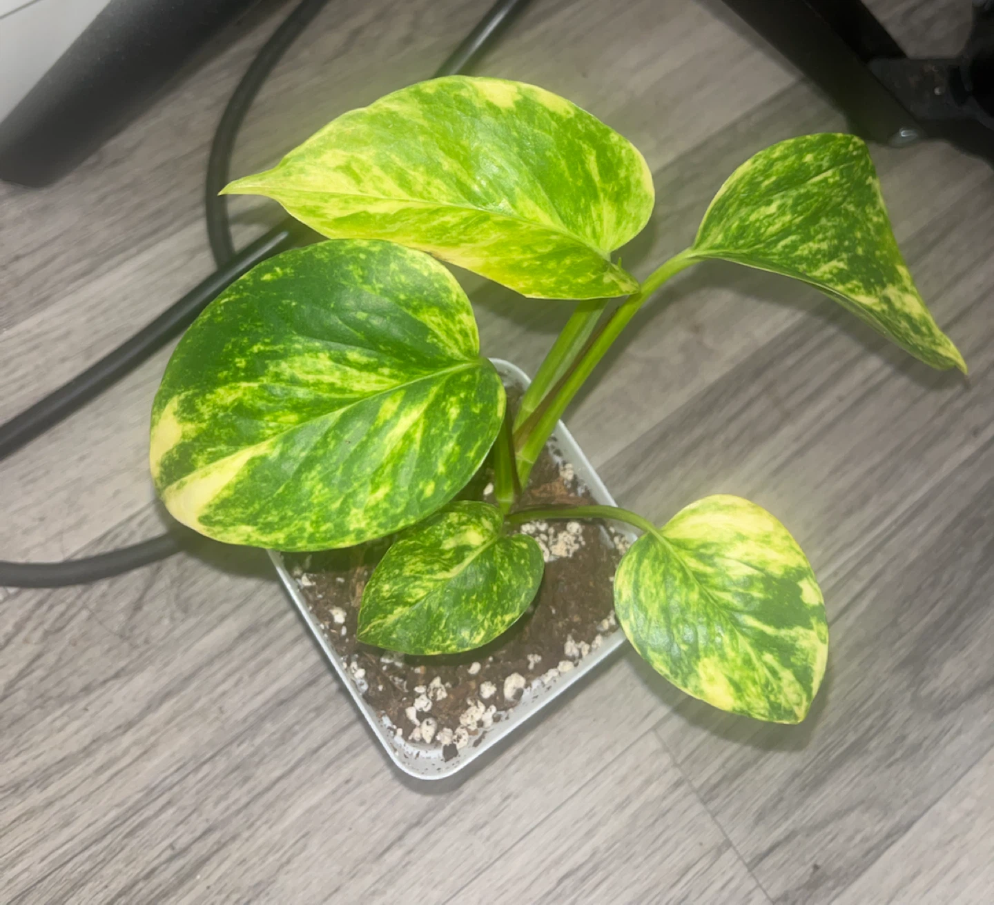 Golden Pothos Plant 🎋
