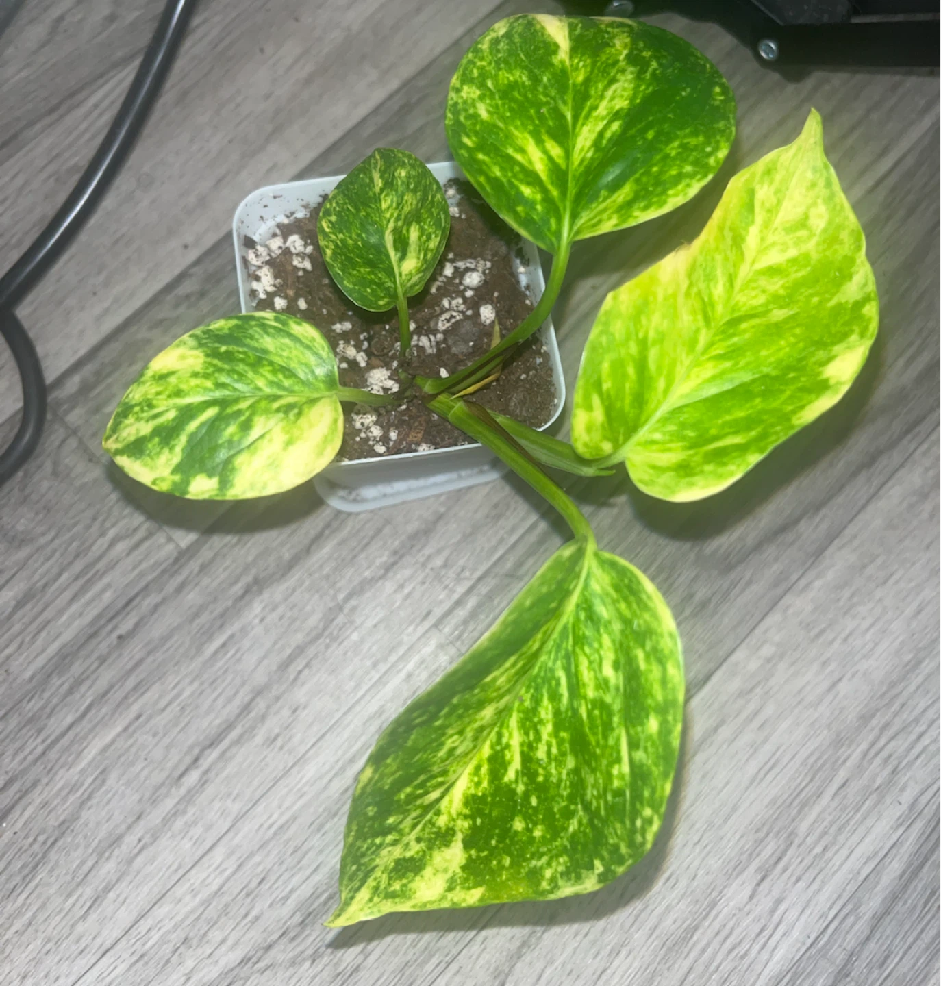 Golden Pothos Plant 🎋 - photo 2